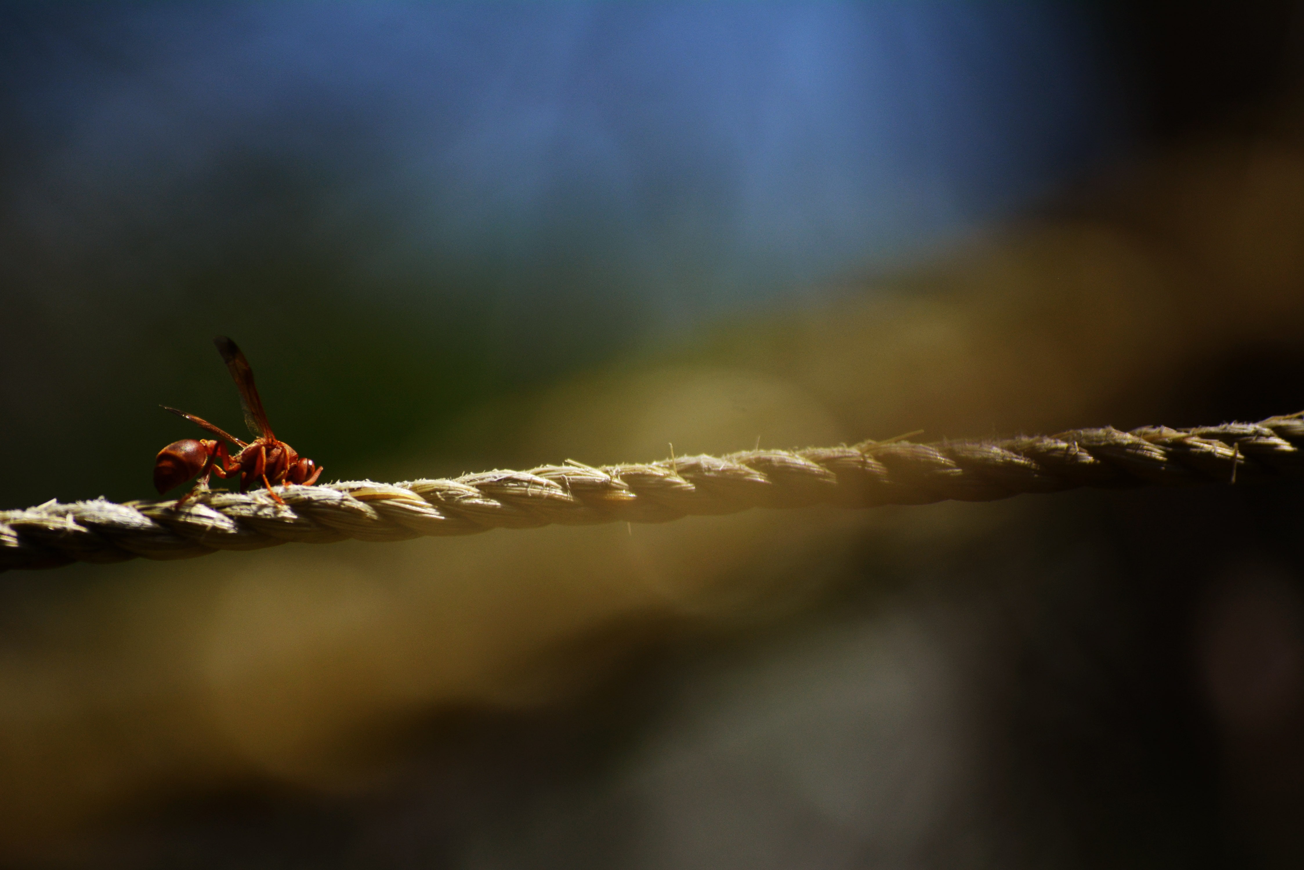 bees, 4K, beauty in nature, close-up, animal wildlife, nature, macro, selective focus, animals in the wild, no people, day, one animal, invertebrate, plant, HD Wallpaper