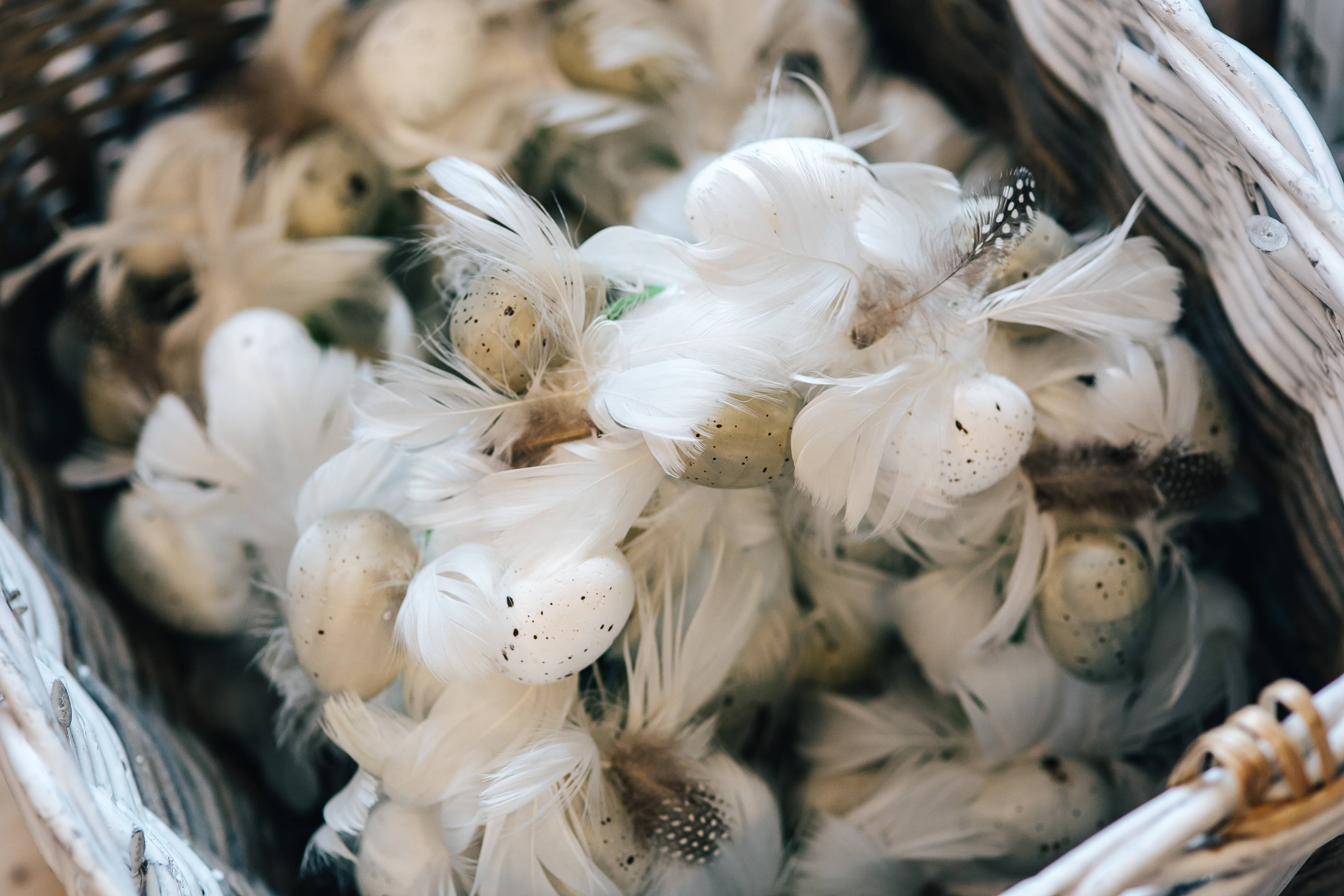 market, quail eggs, animal, still life, white, table, 4K, decorated, bird, softness, selective focus, indoors, retail, chicken - bird, dinner, large group of animals, HD Wallpaper