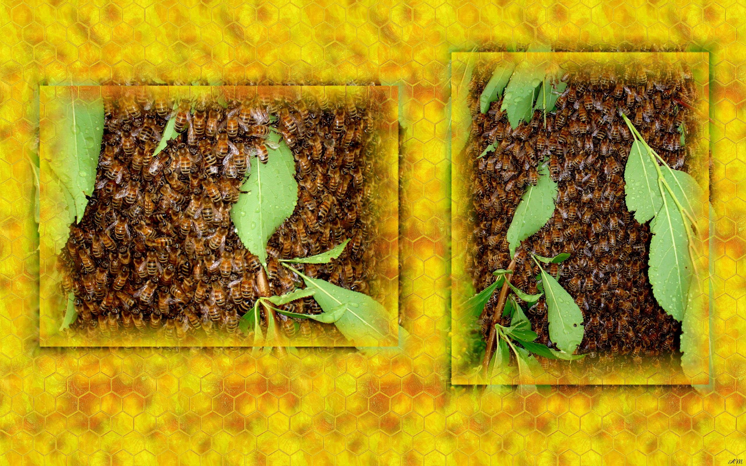 bees, insects, photograph, 2K, honey, honey comb, animals, swarm, HD Wallpaper