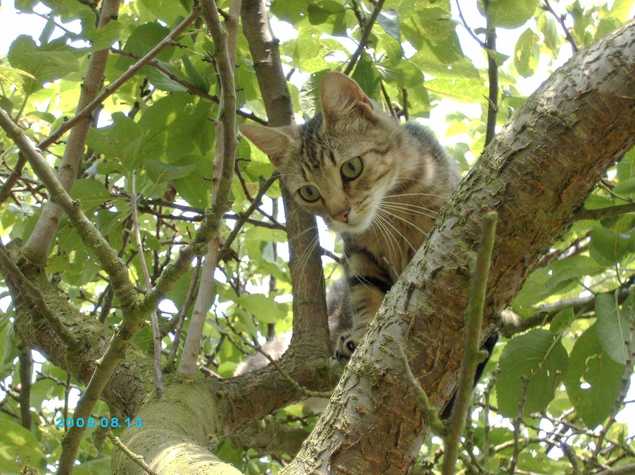 explorer, 1080P, animals, kitten, cute, dora, nature, HD Wallpaper