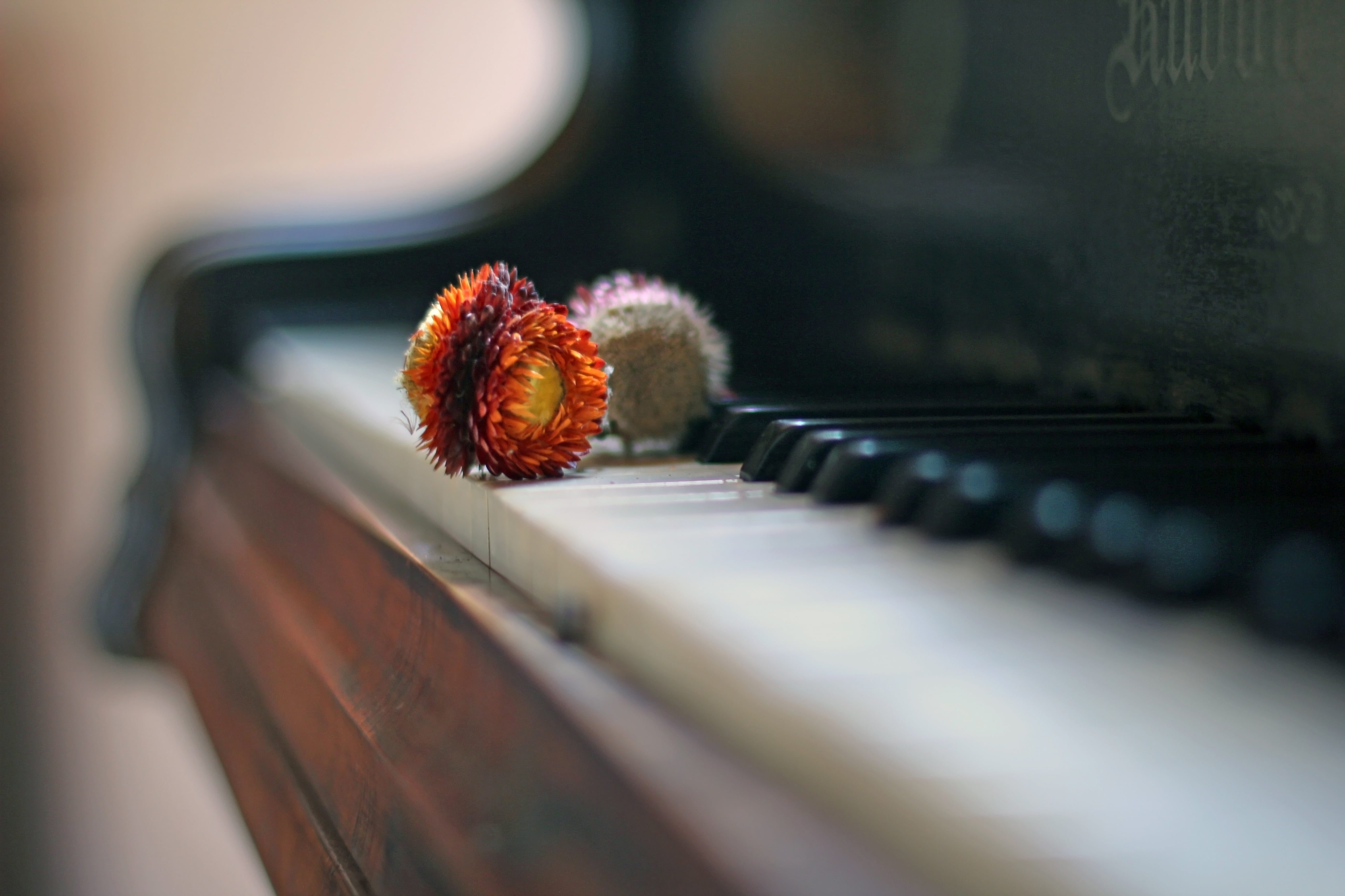 musical instrument, 5K, piano key, romantic, dreamy, indoors, flowering plant, nostalgia, day, freshness, vulnerability, close-up, classical, memories, HD Wallpaper