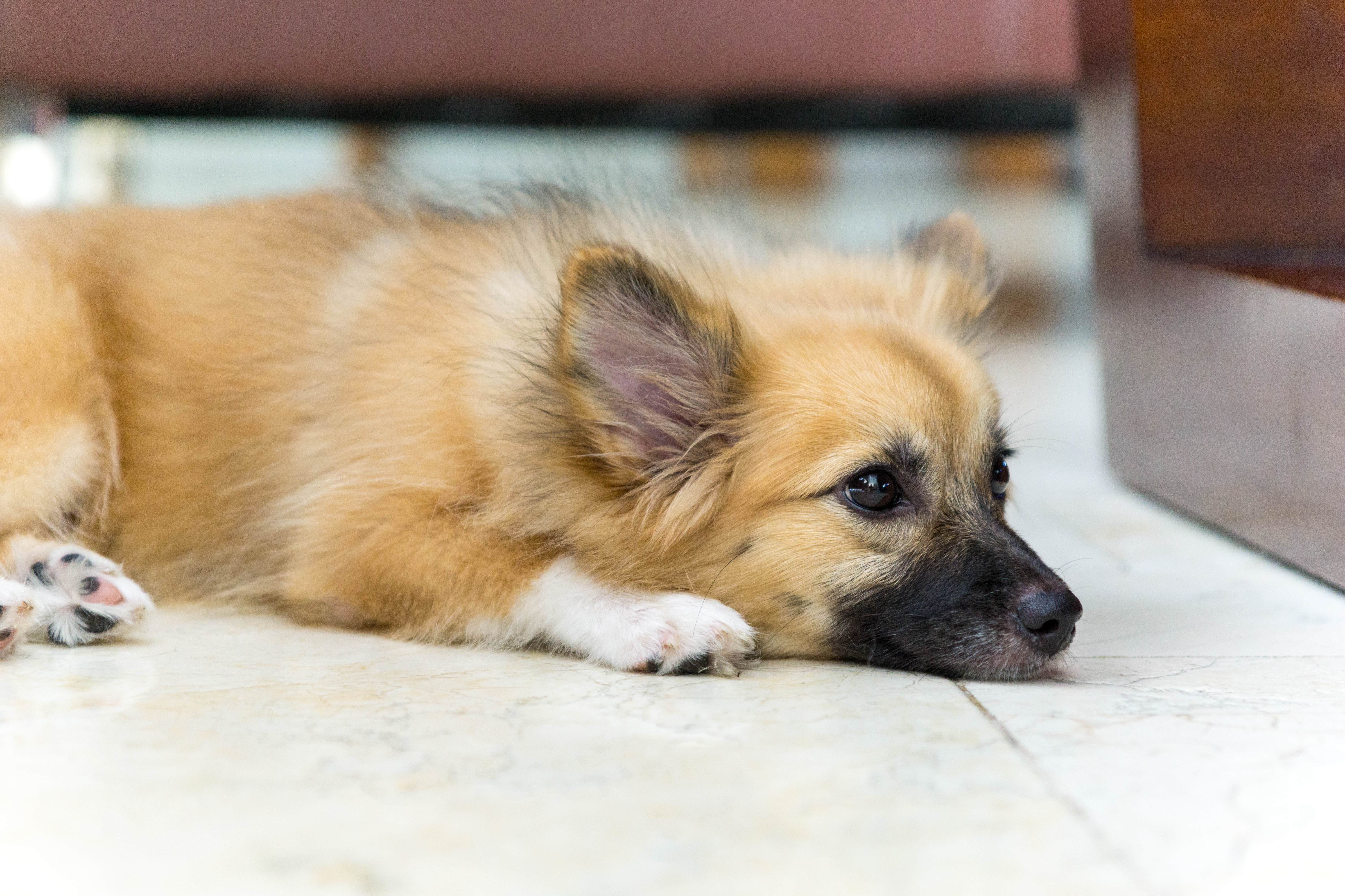 animal, cute, lying down, mammal, coat, dog, sheepdog, tile, lying, pets, domestic Animals, brown, long, canine, 5K, puppy, black, flooring, purebred Dog, HD Wallpaper