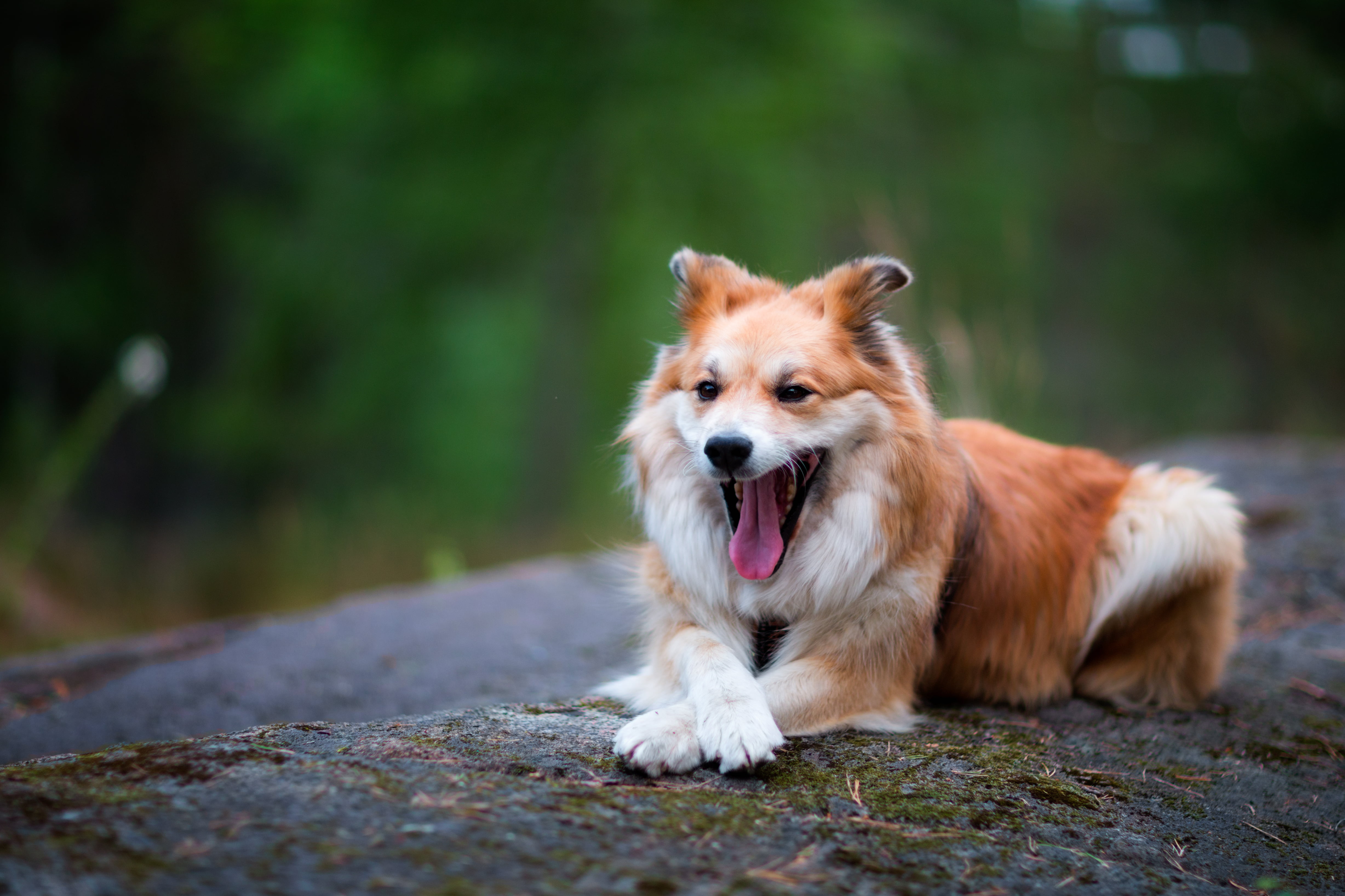long, Canon EF, Icelandic Sheepdog, Canon EOS 5D Mark III, USM, white, cute, Hund, canine, mm, Järna, mammal, outdoors, animal, Sverige, Stockholms län, HD Wallpaper