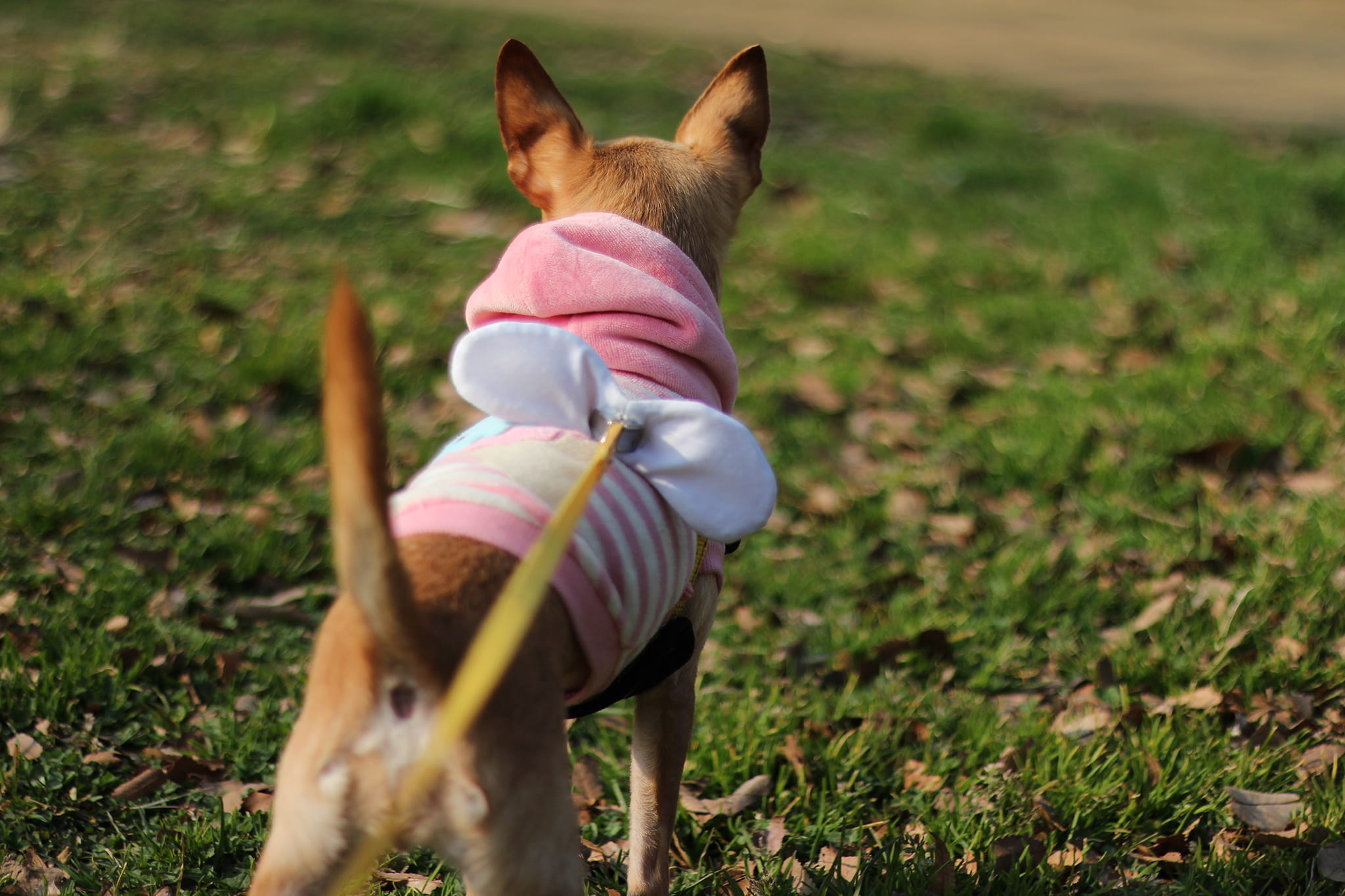 coated, tilt shift lens, standing, lens, short, outdoors, real people, mammal, land, vertebrate, grass, small, pets, hood - clothing, green grass, domestic Animals, HD Wallpaper