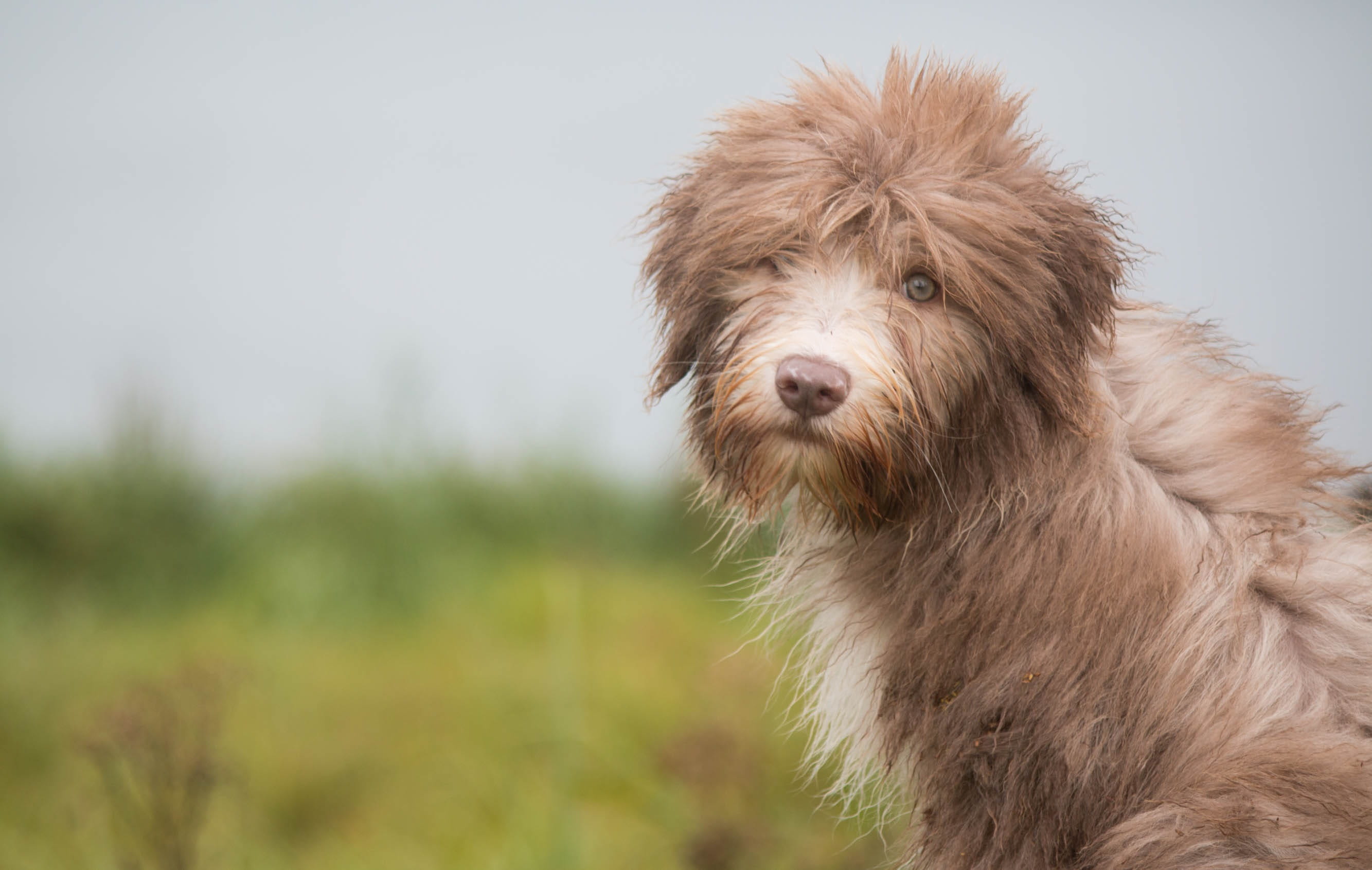 puppies, animal, domestic animals, shift, outdoors, dog, animal themes, hair, pet, canine, animal head, long, photography, mammal, 2K, collie, looking at camera, HD Wallpaper