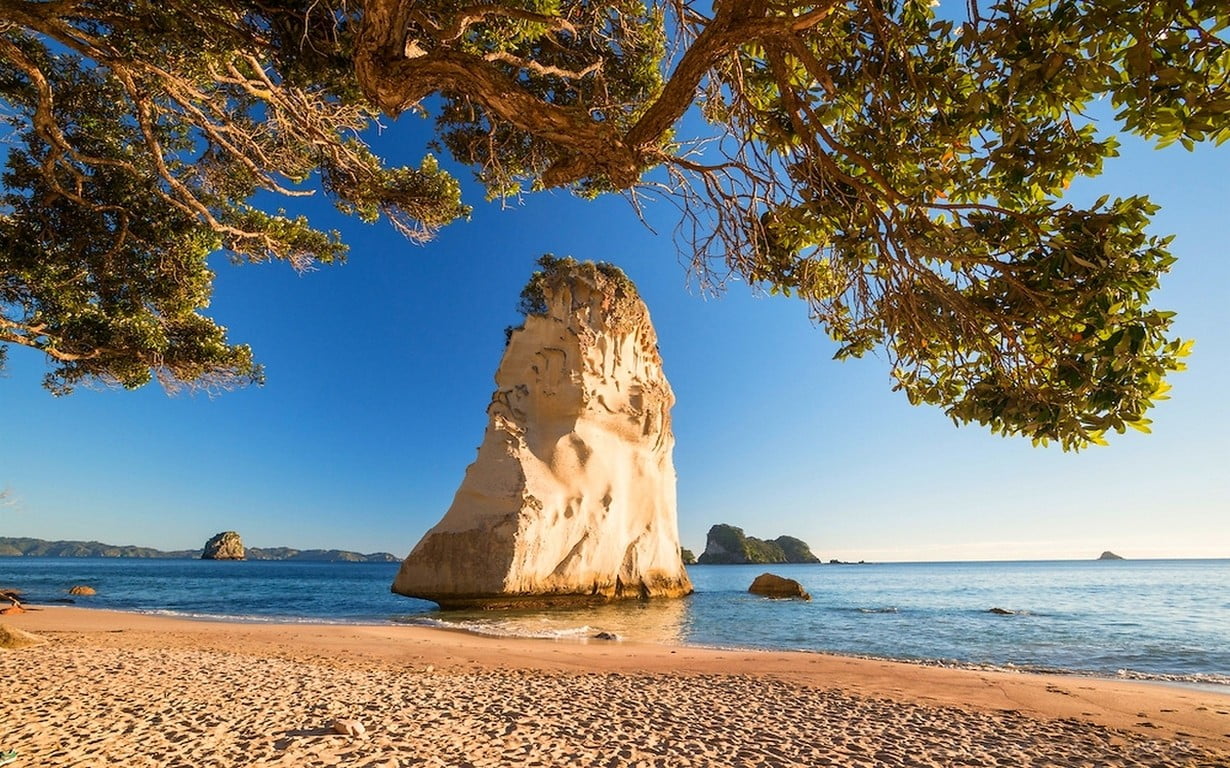 trees, water, rock - object, plant, wooden, beach, clear sky, sky, beauty in nature, landscape, land, stack rock, rock, New Zealand, sea, tranquil scene, HD Wallpaper