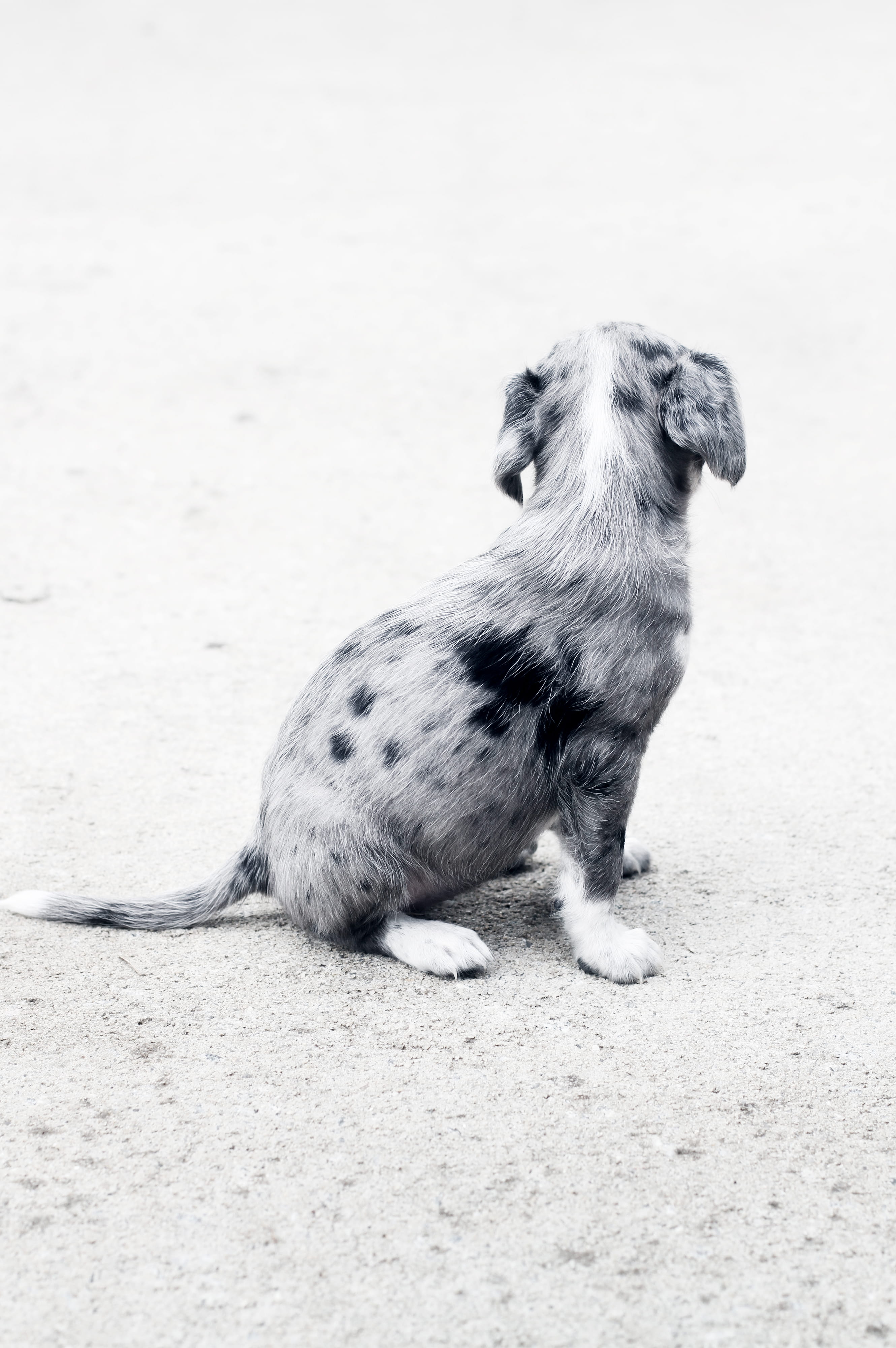 dog, black, animal wildlife, white, no people, vertebrate, sitting, relaxation, small, coated, dogs, looking, animal, mammal, cute, puppy, young Animal, Phone HD Wallpaper