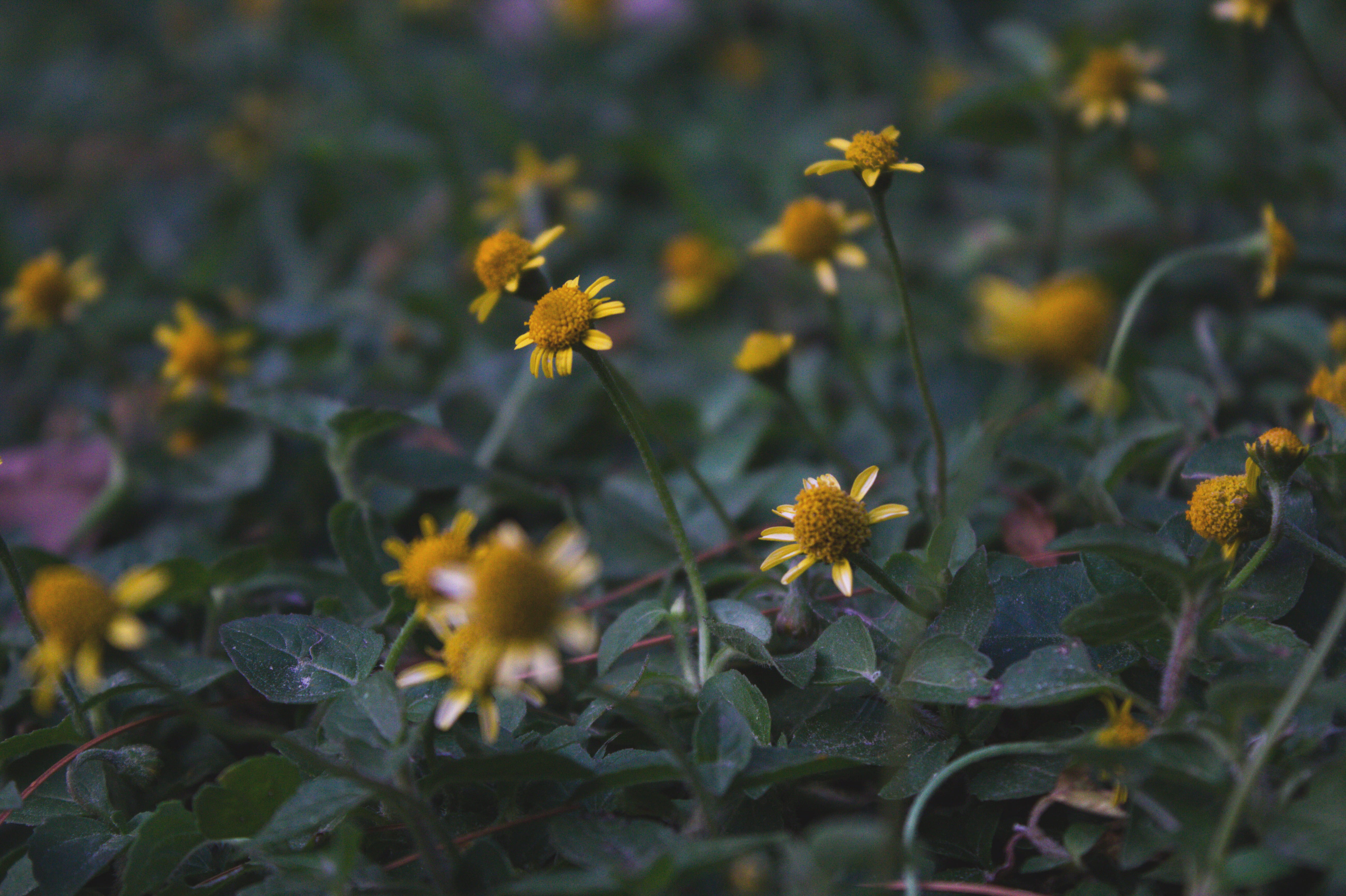 beauty in nature, no people, invertebrate, linda vista university, field, valparaiso, animal, 5K, flower, freshness, vulnerability, yellow, pueblo nuevo, HD Wallpaper