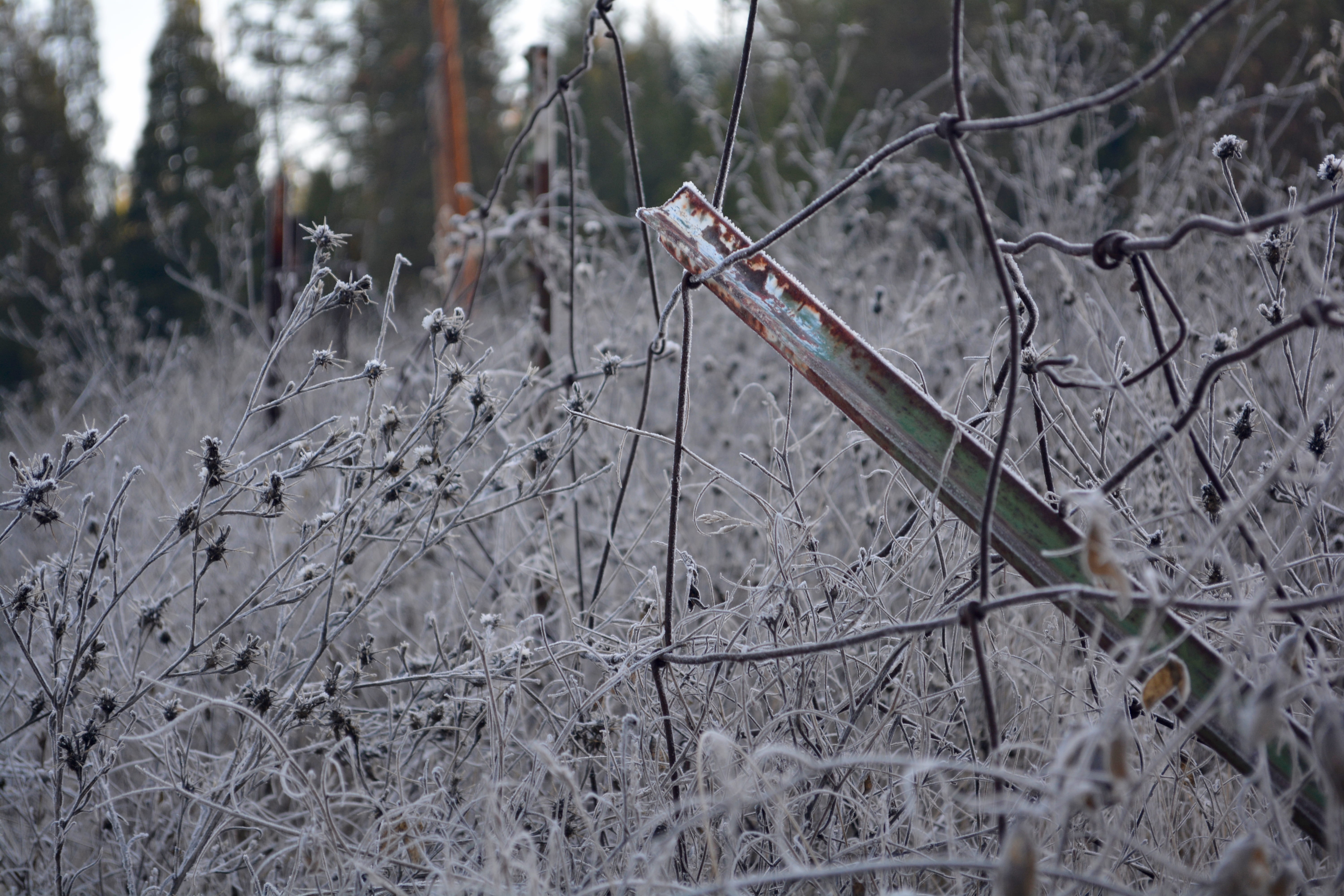 rust, fence, plant, tree, 5K, frozen, field, outdoors, meadow vista, branch, focus on foreground, cold temperature, forest, united states, background, HD Wallpaper