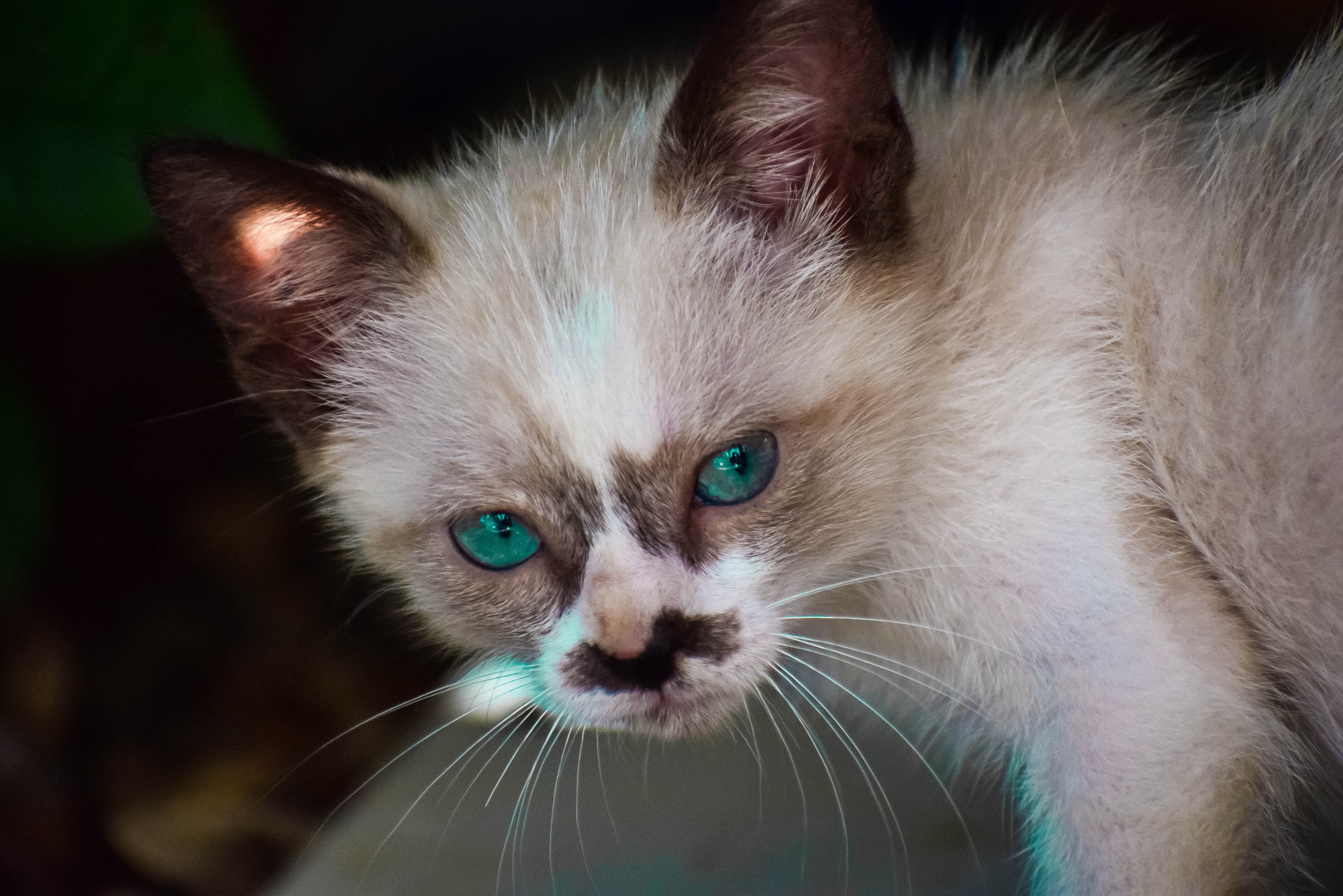 young, looking at camera, animal eye, kitten, kitty, blue, mammal, portrait, hairy, domestic, pets, playful, hair, eyes, animals, adorable, whiskers, 4K, HD Wallpaper