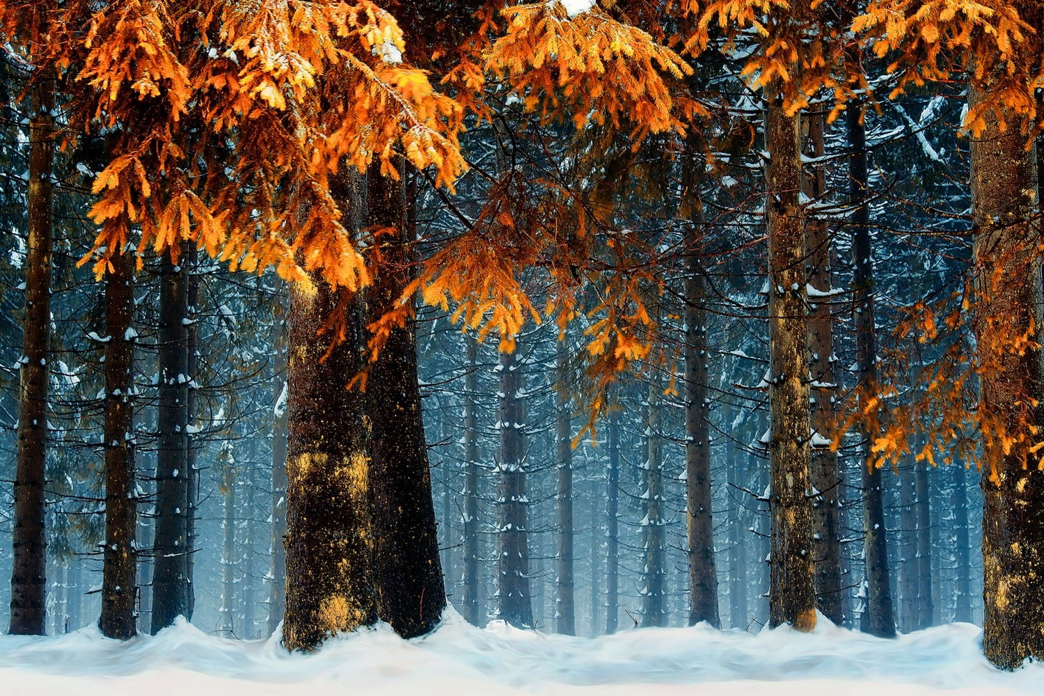 forest, cold temperature, pine woodland, plant, outdoors, blue, 720P, trees, trunk, tree trunk, tranquility, non-urban scene, snowing, coniferous tree, HD Wallpaper