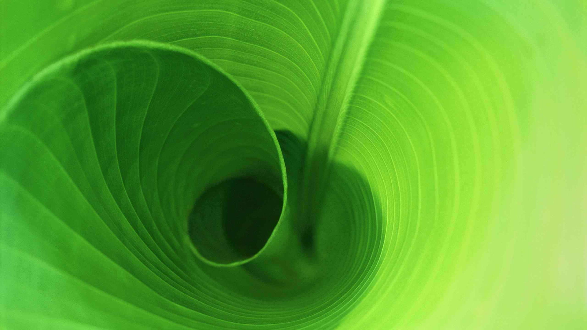 animal, digital, shapes, space, design, render, leaf, backgrounds, water, backdrop, art, close-up, curve, fractal, extreme close-up, concentric, HD Wallpaper