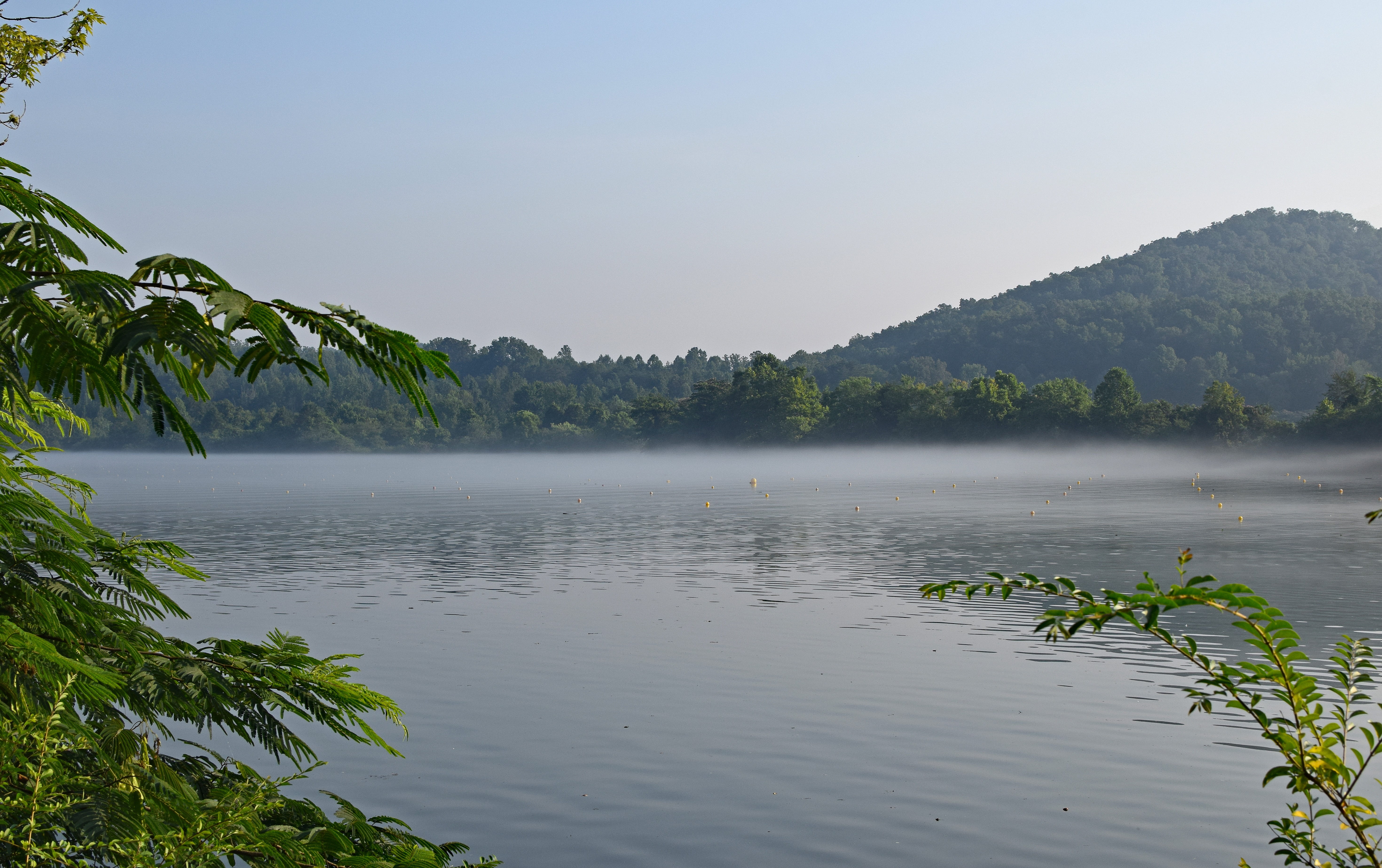 reflection, serene, environment, scenics - nature, tree, nature, fog, clinch river, animal wildlife, melton lake on foggy morning, landscape, smoky mountains, HD Wallpaper