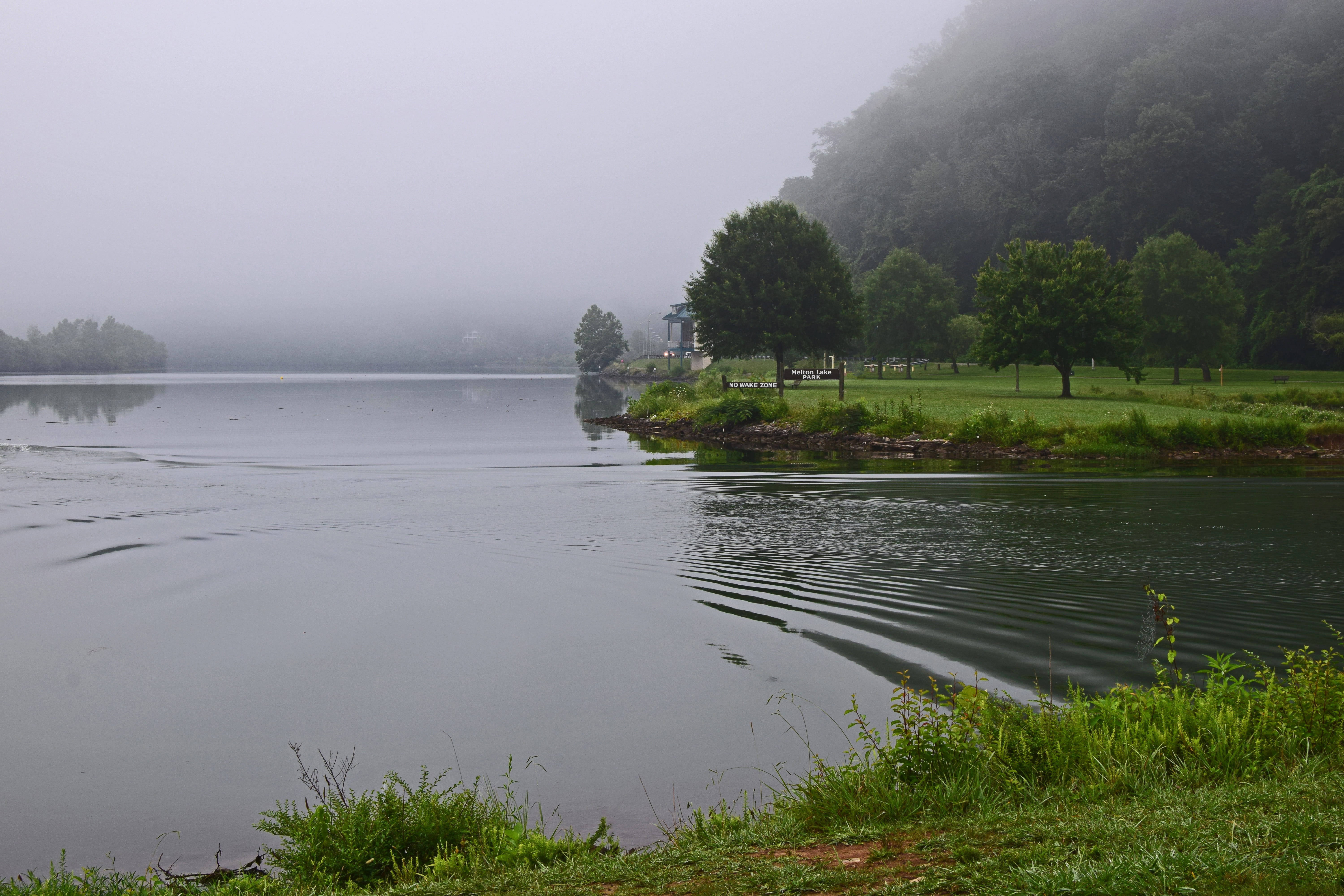 forest, tennessee, fog, river, growth, colorful, beauty In Nature, scenics - nature, 5K, day, melton lake park, nature, non-urban scene, plant, oak ridge, HD Wallpaper