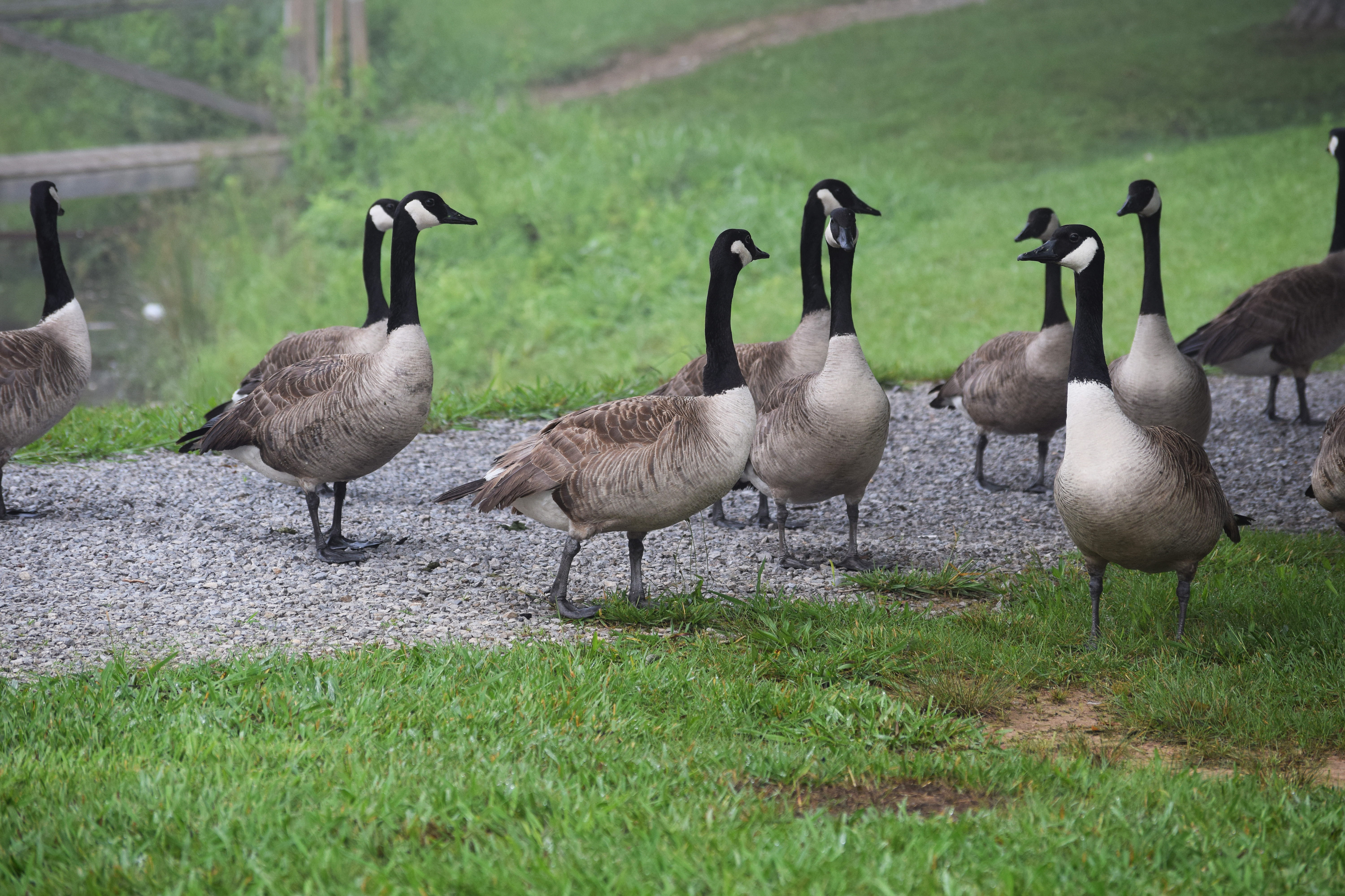 gaggle, flock of birds, no people, field, animal, group of animals, oak ridge, green color, animal wildlife, animal family, bird, animal themes, waterfowl, HD Wallpaper