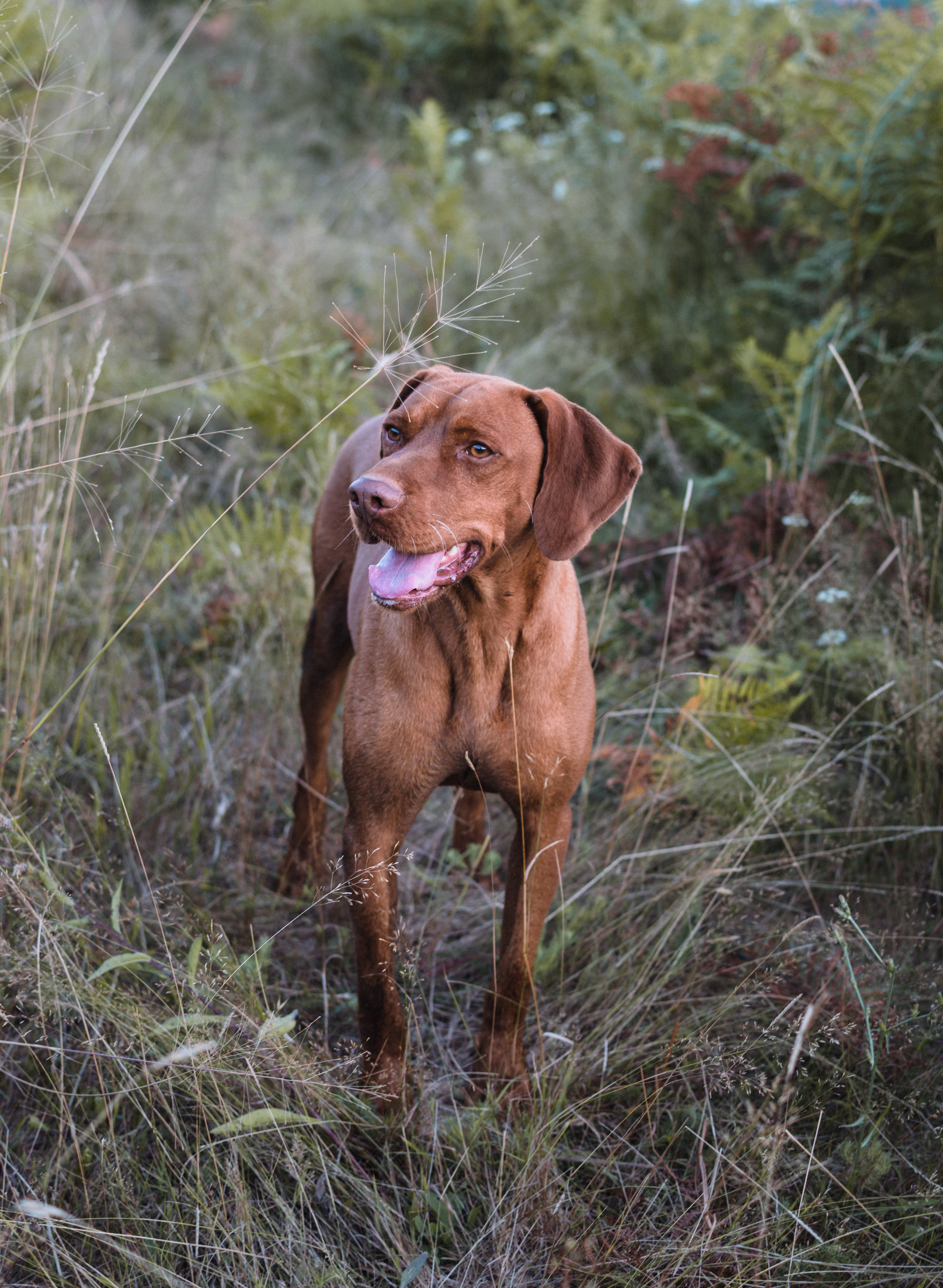 no people, mammal, mouth open, weimaraner, animals, vizslalove, animal, field, hound, vizsla, plant, dog, land, animal themes, outdoors, short, vertebrate, Phone HD Wallpaper