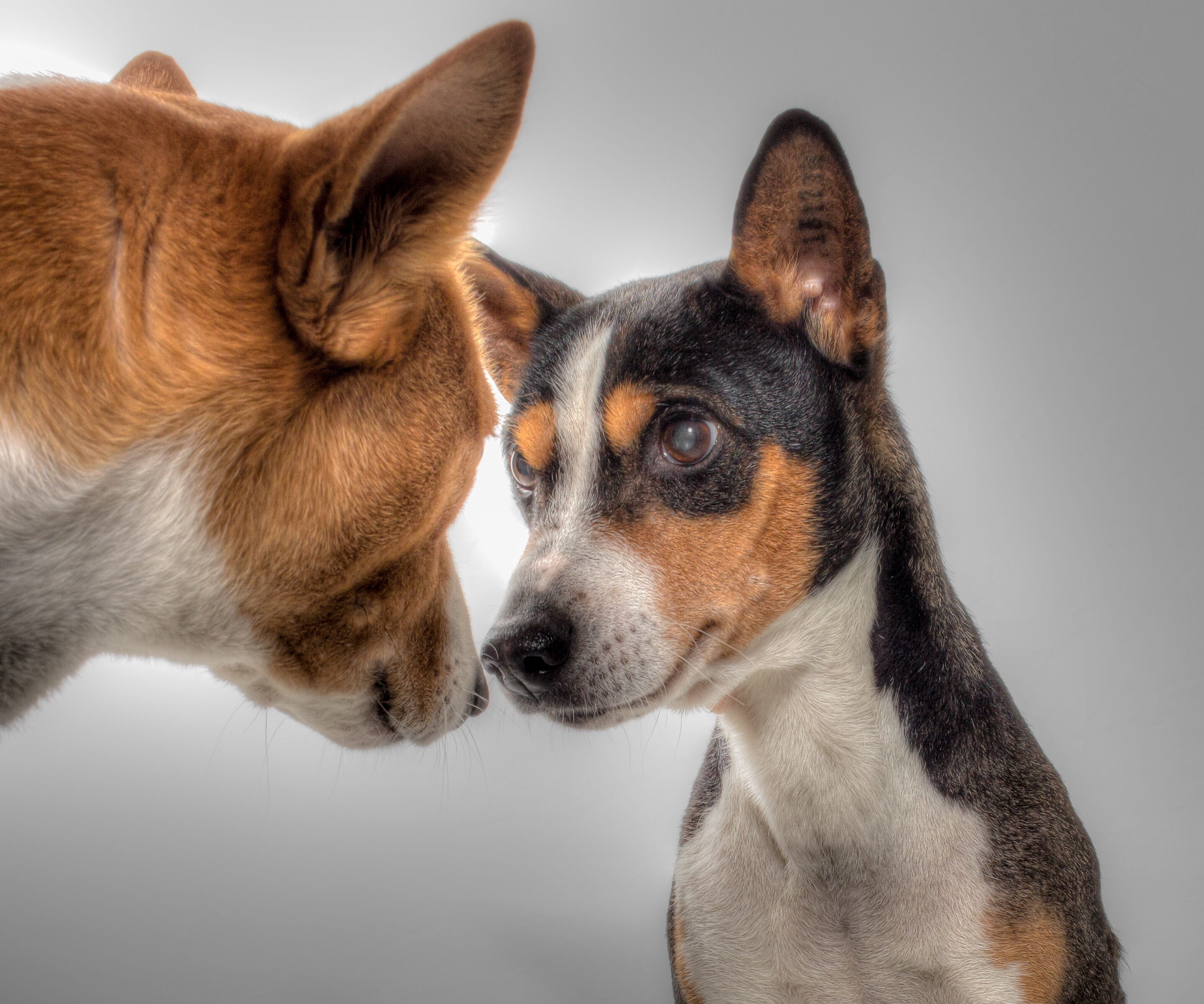 basenji, coated, surprised dog, short, two, pets, vertebrate, sitting dog, gray background, one animal, black, gray, nos, mammal, brown, dog, studio shot, HD Wallpaper