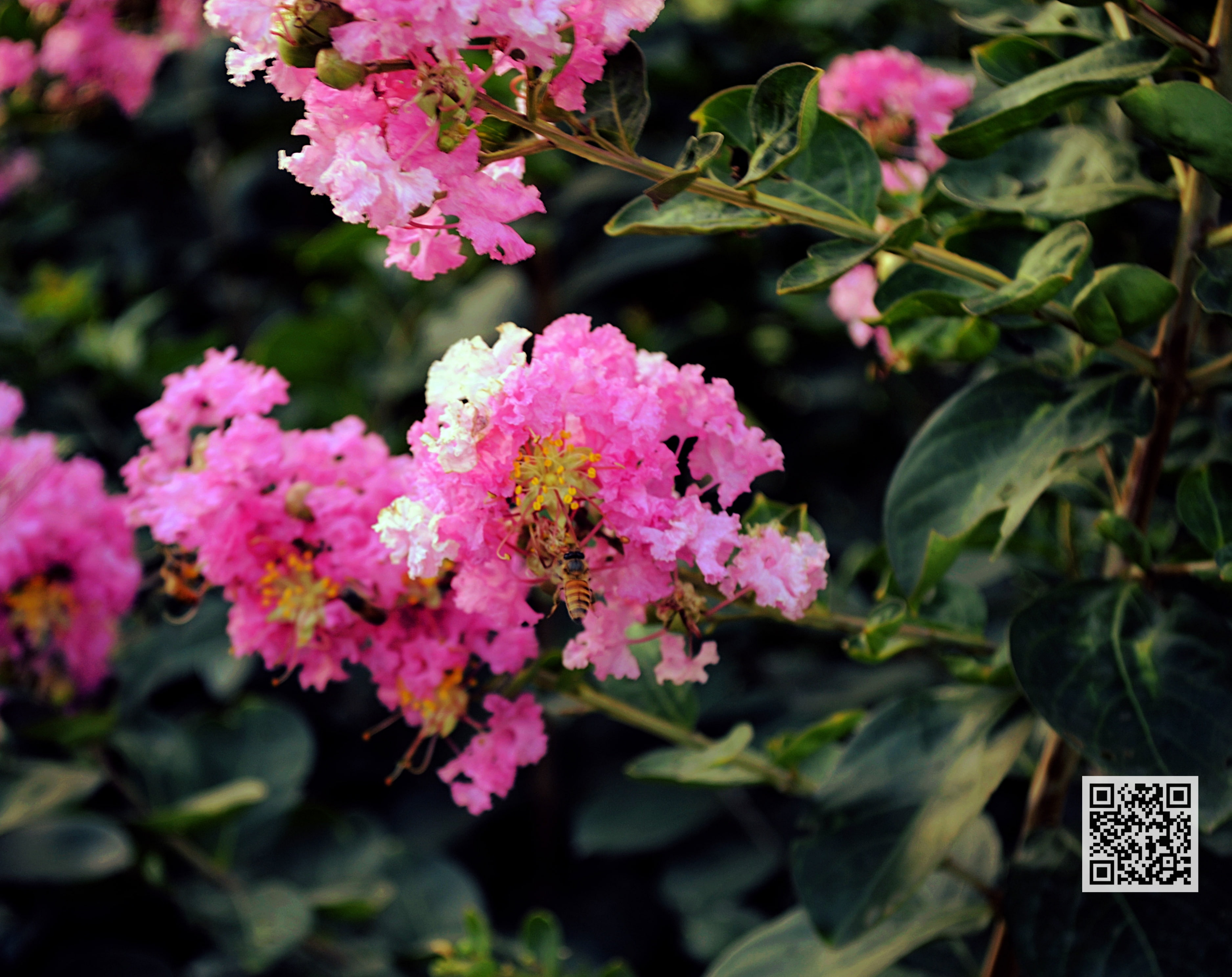 fragility, purple, flower, petal, outdoors, bunch of flowers, Flowers, 2K, leaf, no people, pink color, growth, close-up, Nature, focus on foreground, HD Wallpaper