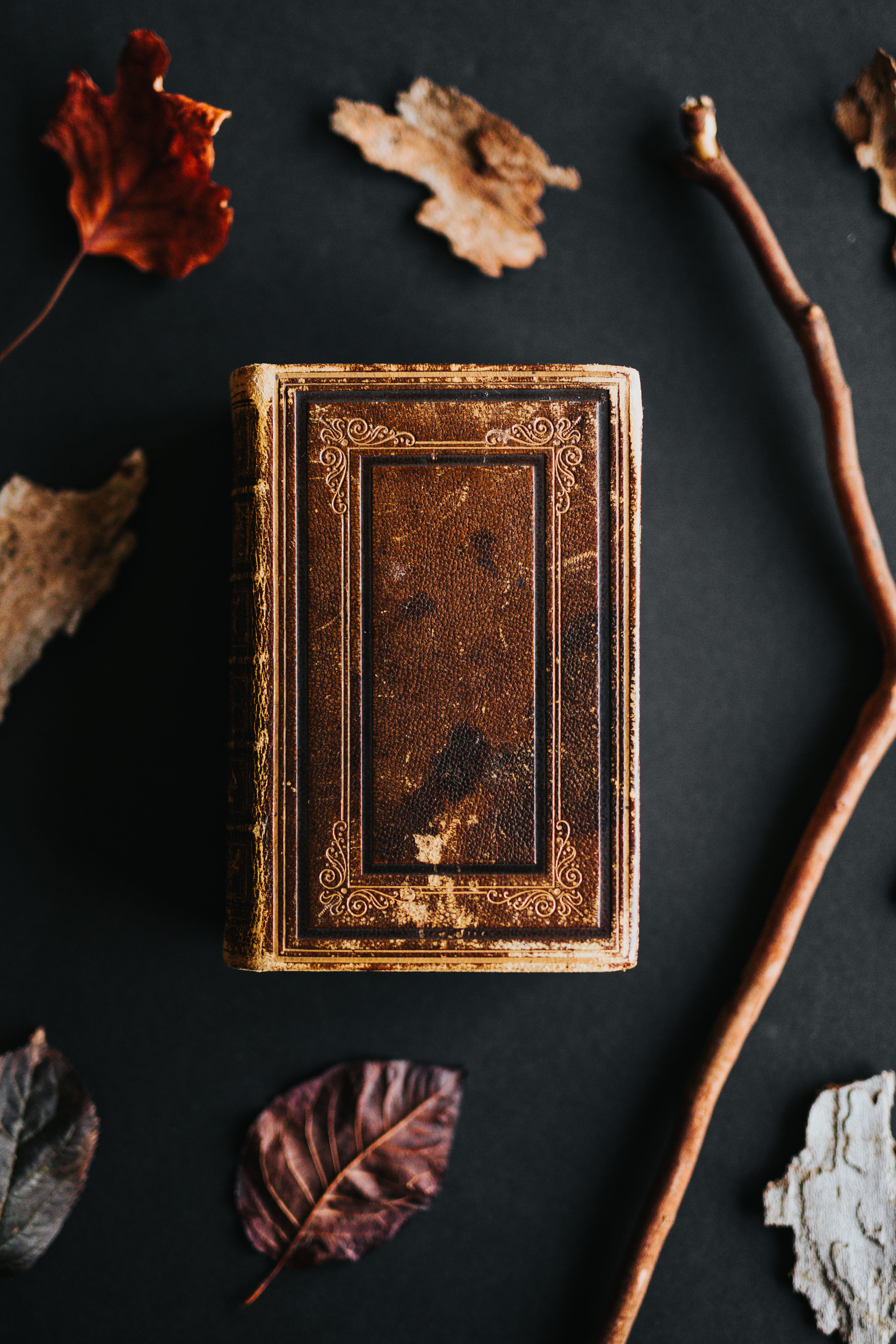 advertisement, treasure, plant part, dry, hardwood, indoors, invertebrate, rod, beauty in nature, insect, black background, close-up, leaf, publication, Phone HD Wallpaper