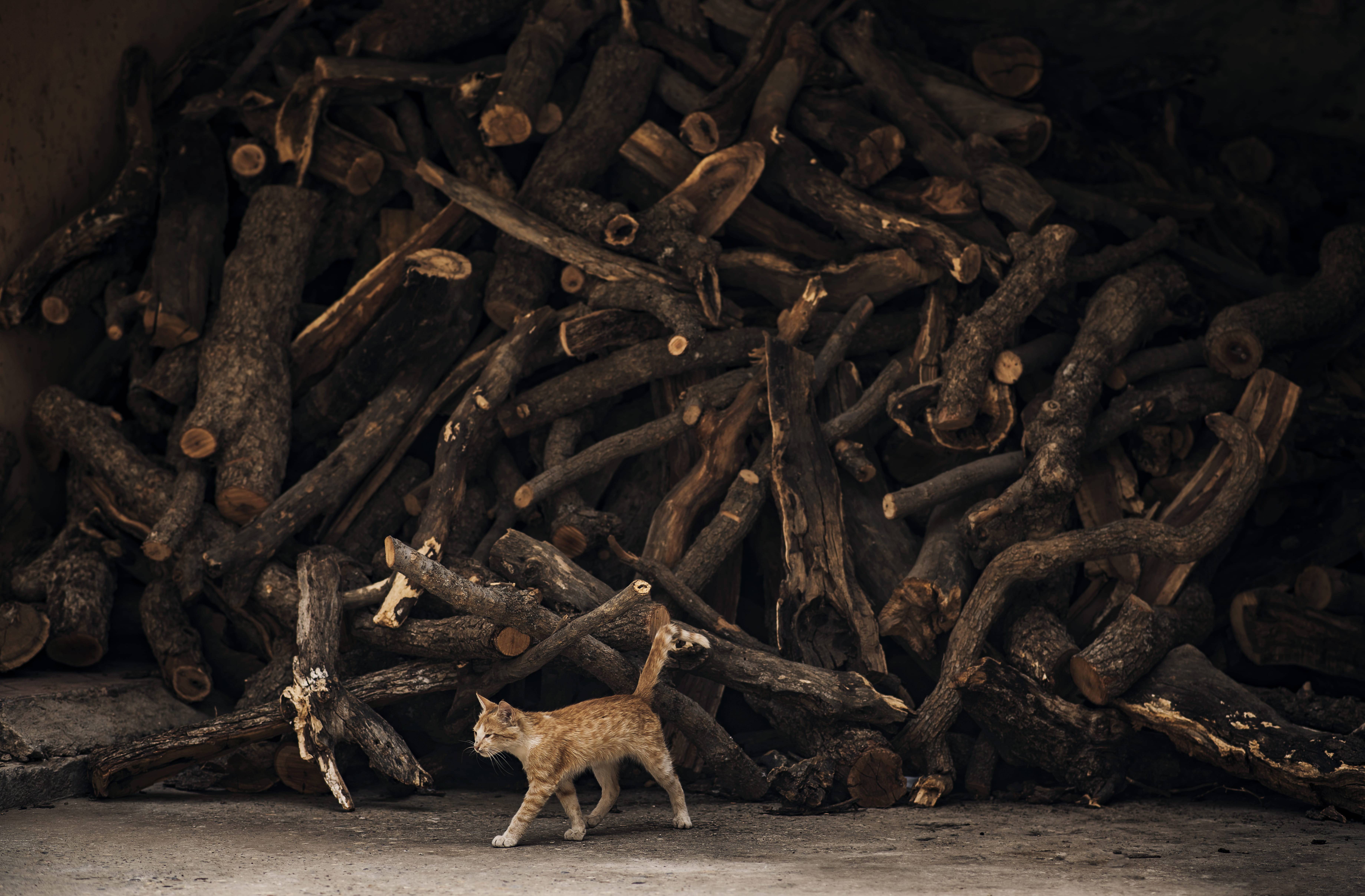 5K, sea lion, cat, day, branches, driftwood, indoors, iraq, animal themes, ivory, abundance, tabby, sleeve, food and drink, food, large group of objects, HD Wallpaper