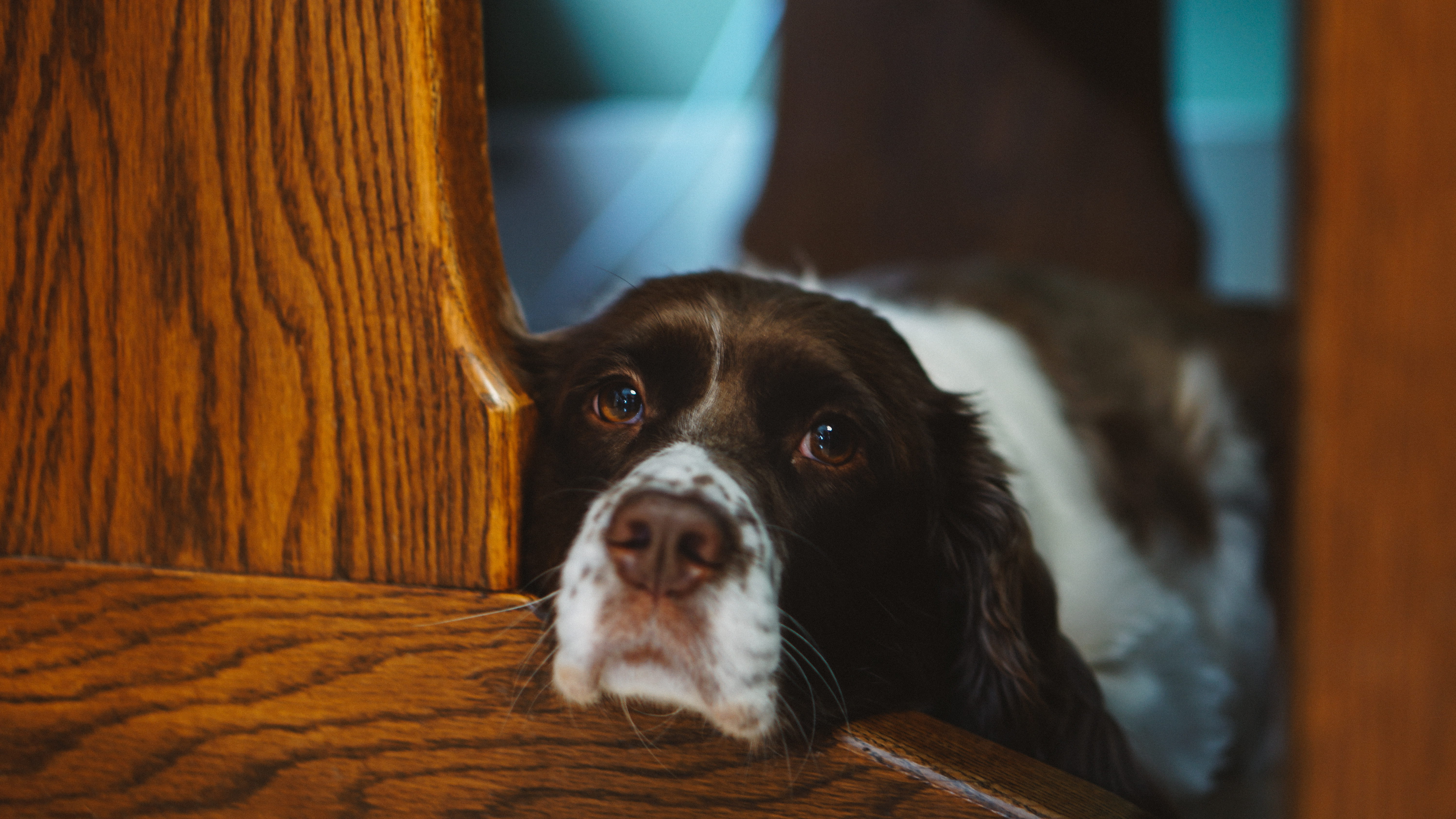 mammal, wood - material, looking, manx, flooring, pets, floor, border collie, 5K, white, pet, wood, one animal, selective, hound, focus on foreground, HD Wallpaper