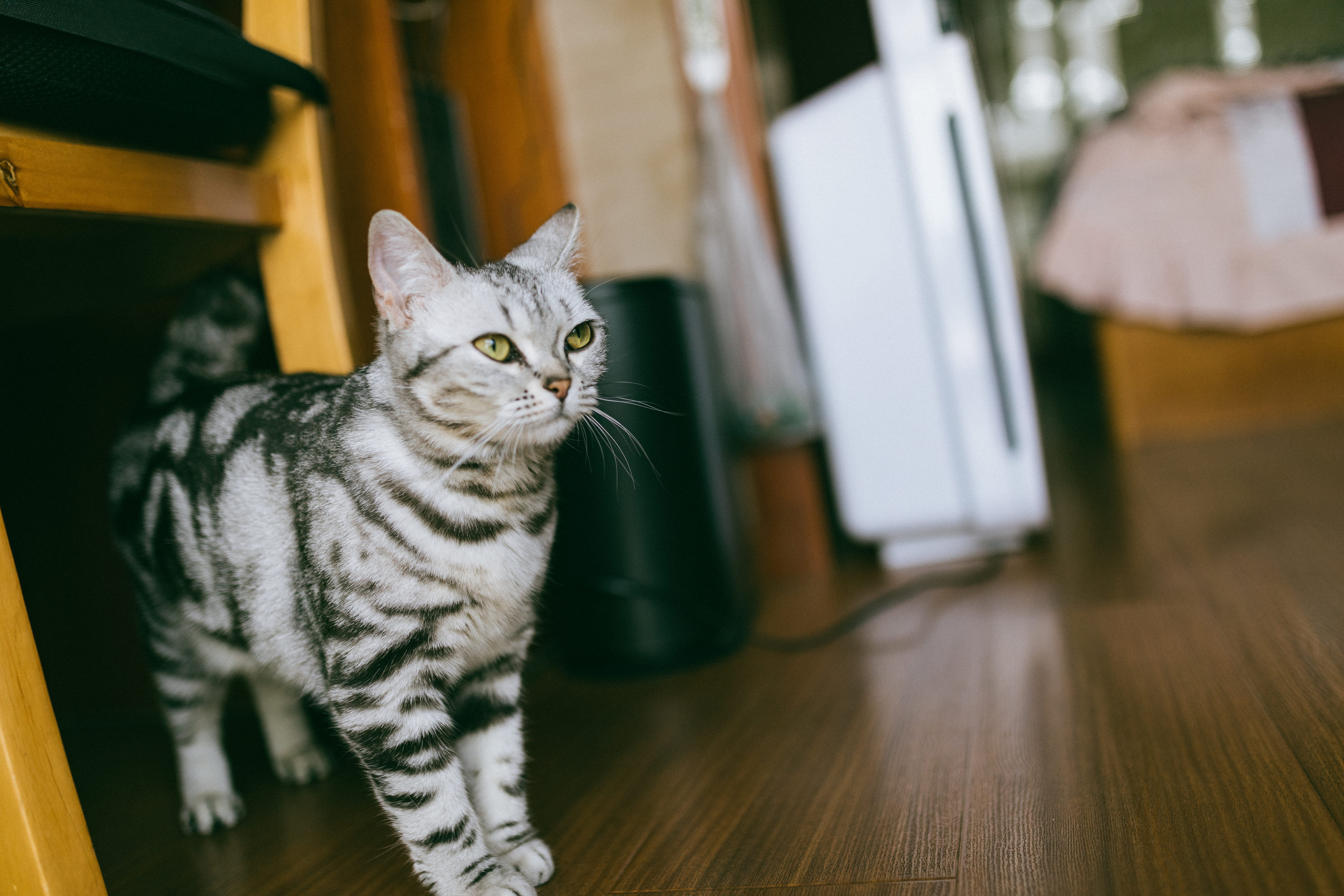 floor, 5K, plywood, feline, hardwood, bookcase, pet, looking, sitting, furniture, shelf, abyssinian, no people, desk, cat, table, wood, tabby, pc, domestic, HD Wallpaper