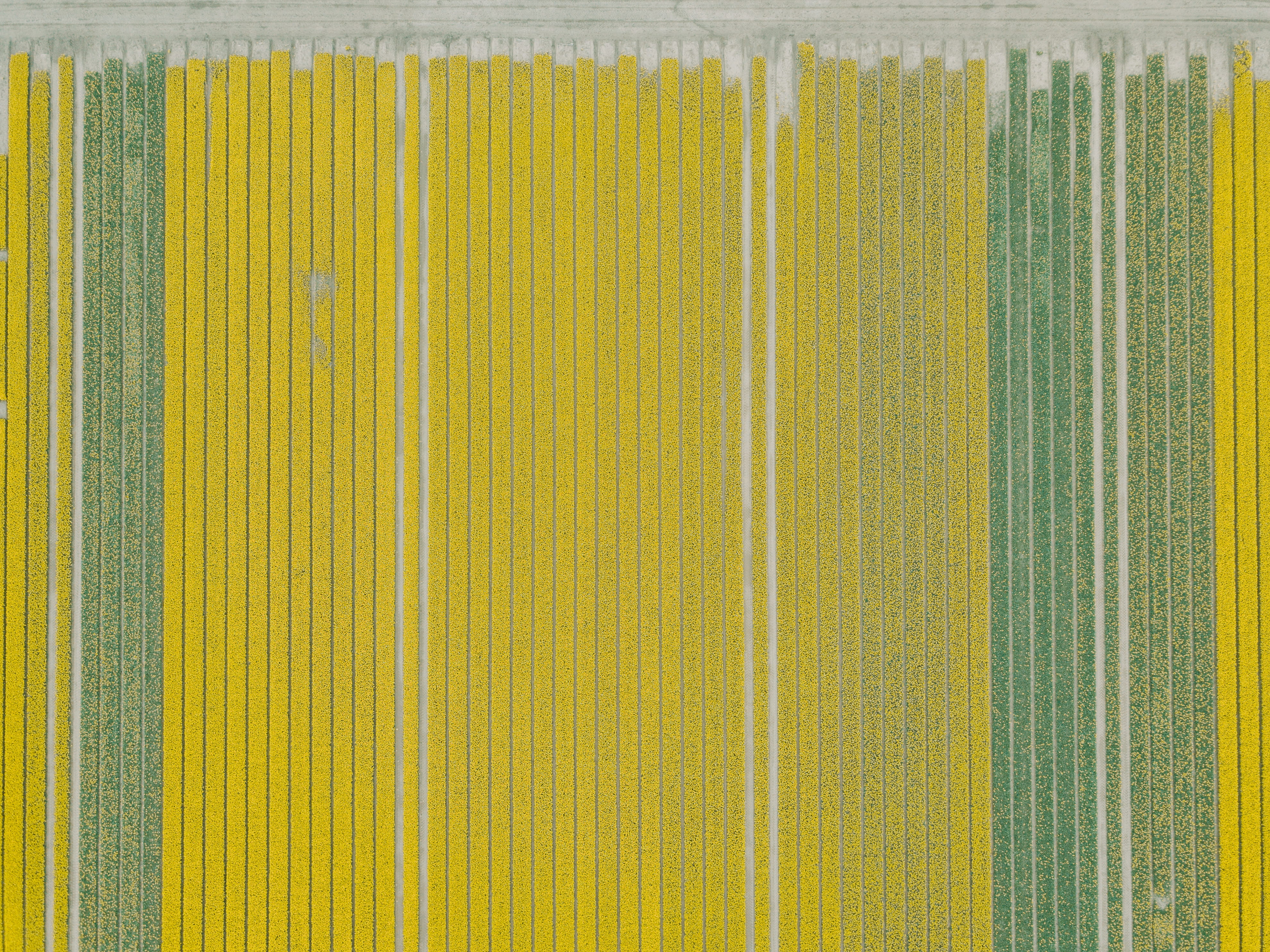textile, textured, hardwood, collage, tulips, directly above, tulipfield, industry, canvas, close-up, paper, green color, side by side, aluminium, rug, HD Wallpaper