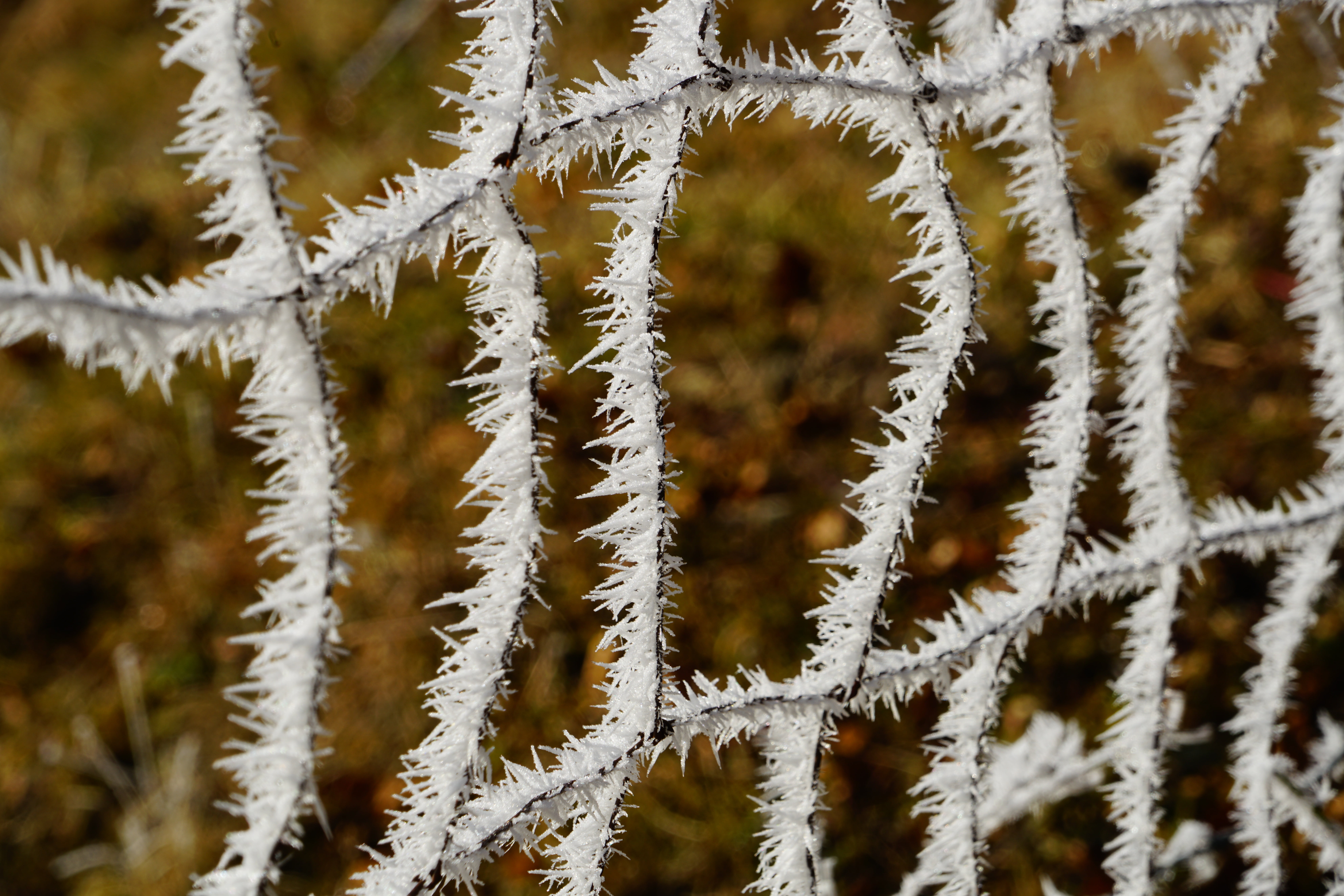 full frame, forest, crystals, nature, outdoors, wire, protection fence, season, winter, fragility, snow crystals, fence, ice Crystal, hoarfrost, snow, rectangular meshes, HD Wallpaper