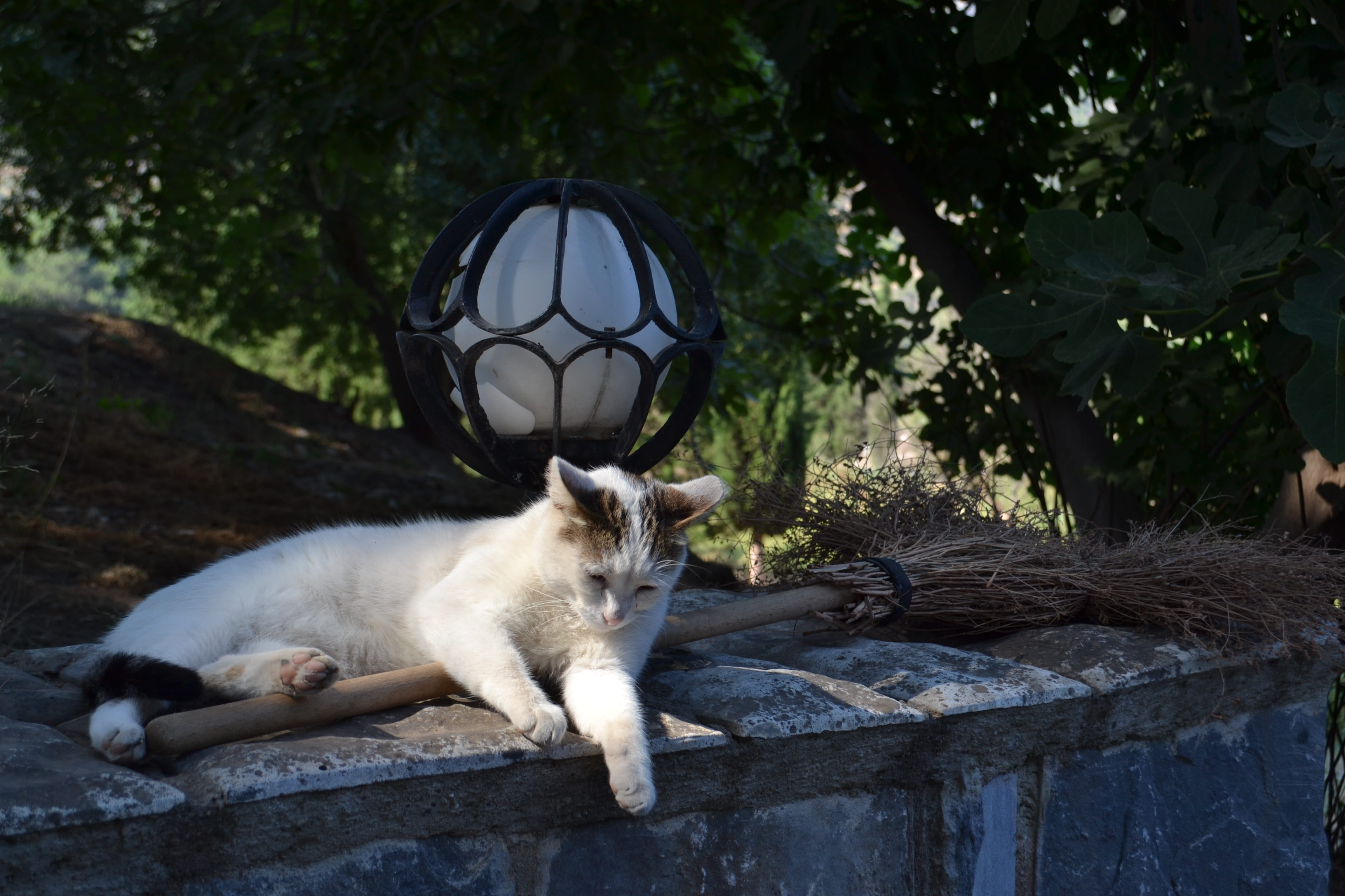 vertebrate, lamp, cat, lantern, solid, tree, outdoors, animal, feline, pets, summer, one animal, 4K, trees, wall, resting, domestic cat, witch, relaxation, HD Wallpaper
