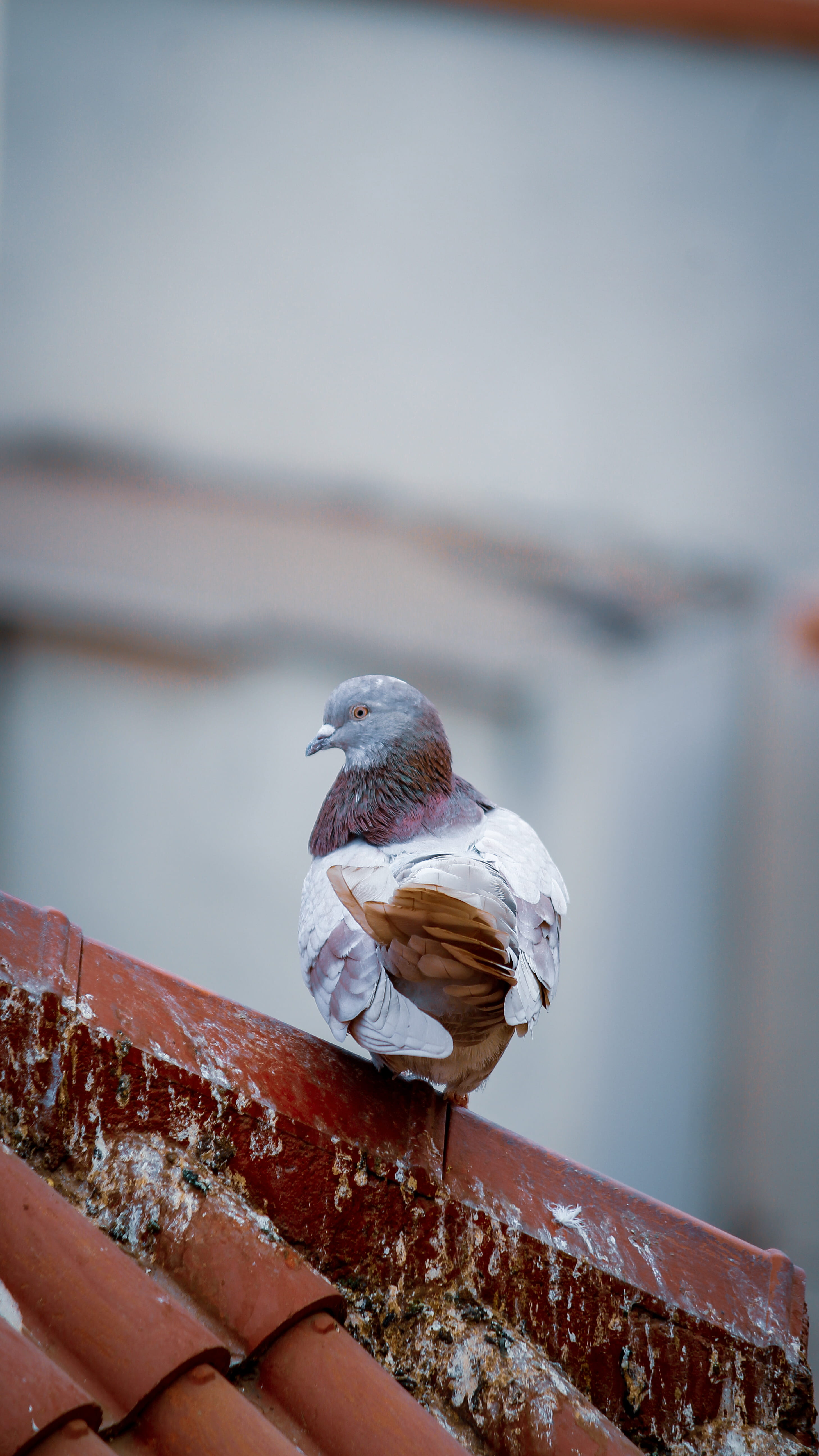 animal themes, beak, flower, close-up, human, rust, nature, white, dove, human body part, metal, wood - material, geranium, animal, plant, clothing, bird, Phone HD Wallpaper