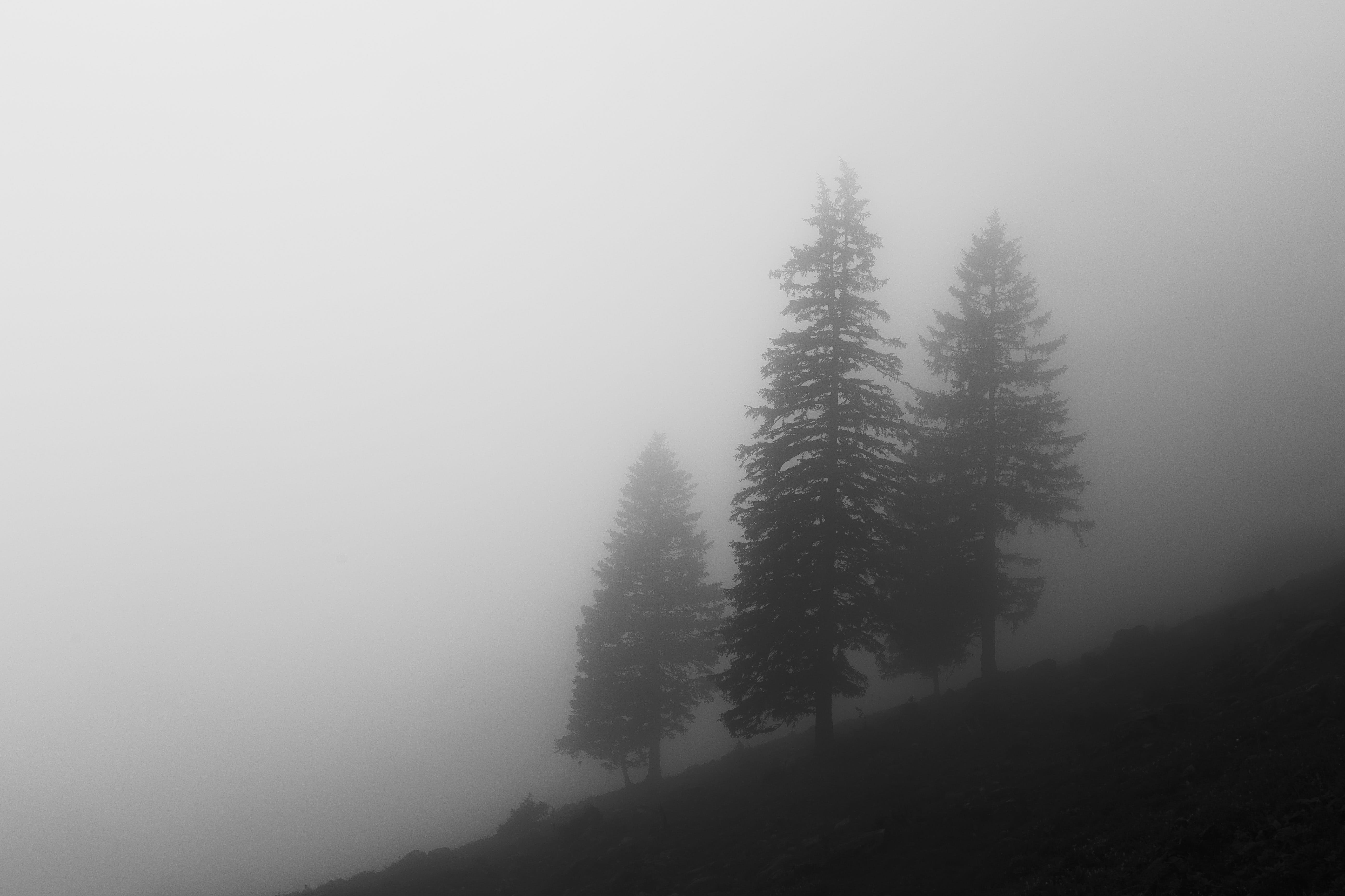 black and white, day, beauty in nature, trees, tranquil scene, soft, nature, tree, forest, fog, dust, gemeinde annaberg-lungötz, sky, dark, pine tree, mountain, HD Wallpaper