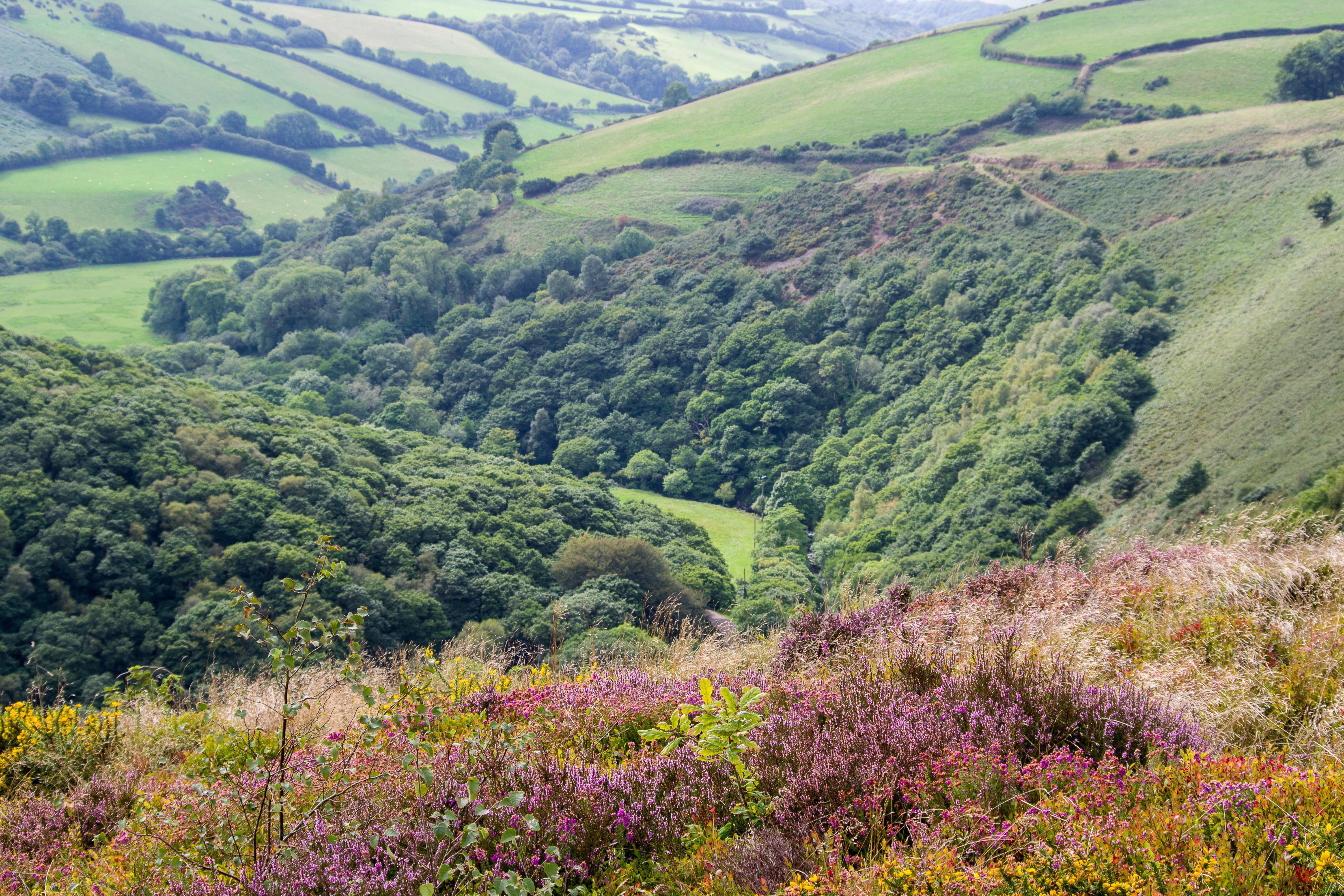 rolling landscape, idyllic, field, yellow, tranquility, rural scene, environment, landscape, heide, beauty in nature, flower, exmoor, green color, somerset, HD Wallpaper