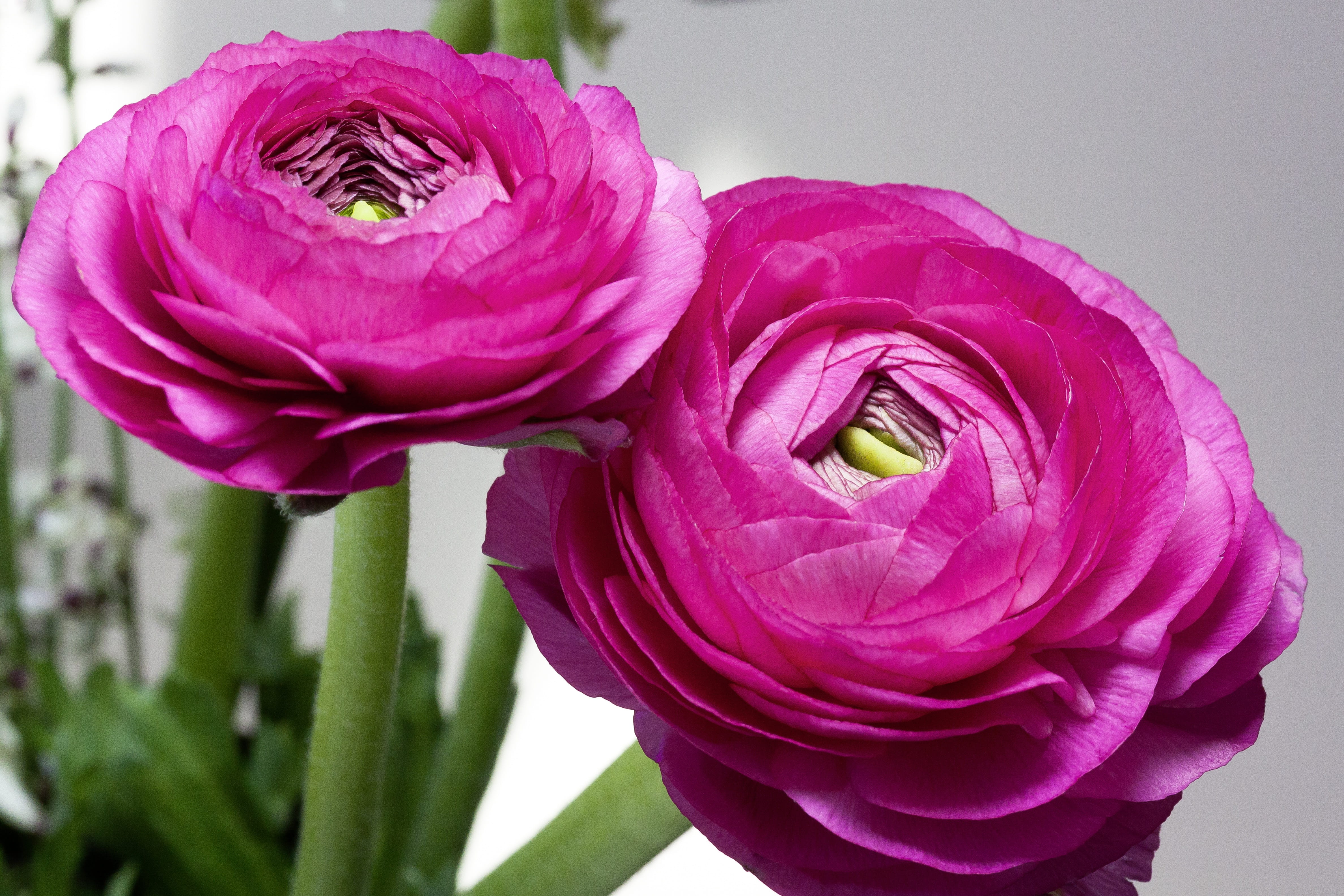 flower, inflorescence, flower arrangement, broom, beauty in nature, blossom, springtime, macro, close-up, plant, spring, bouquet, growth, petaled, no people, HD Wallpaper