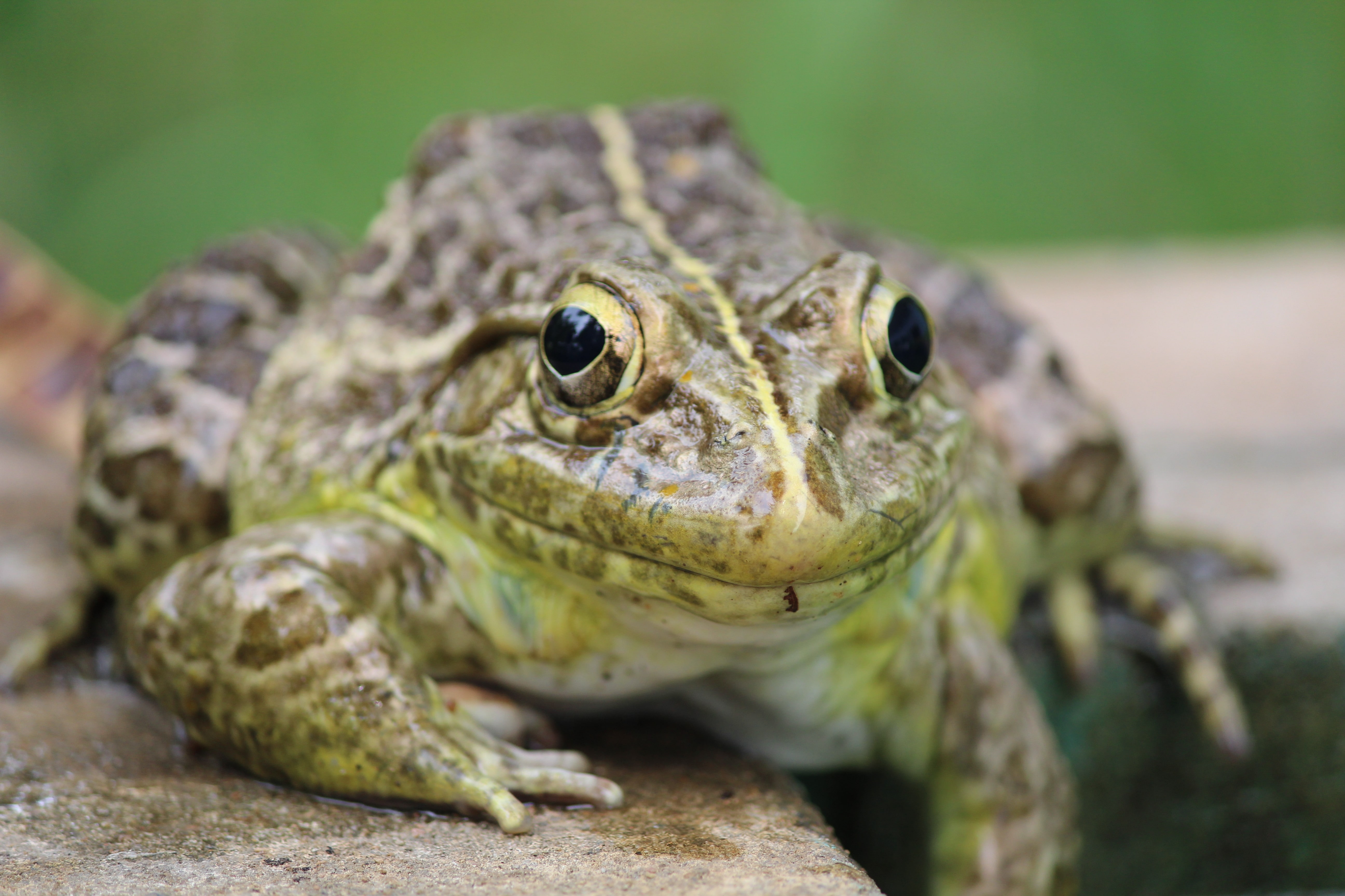 5K, frogs, nature, amphibians, animals, HD Wallpaper