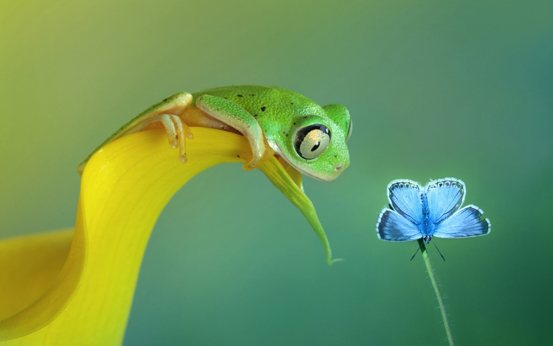 tree, frog, hd, blue, animals, common, 1080P, butterfly, HD Wallpaper