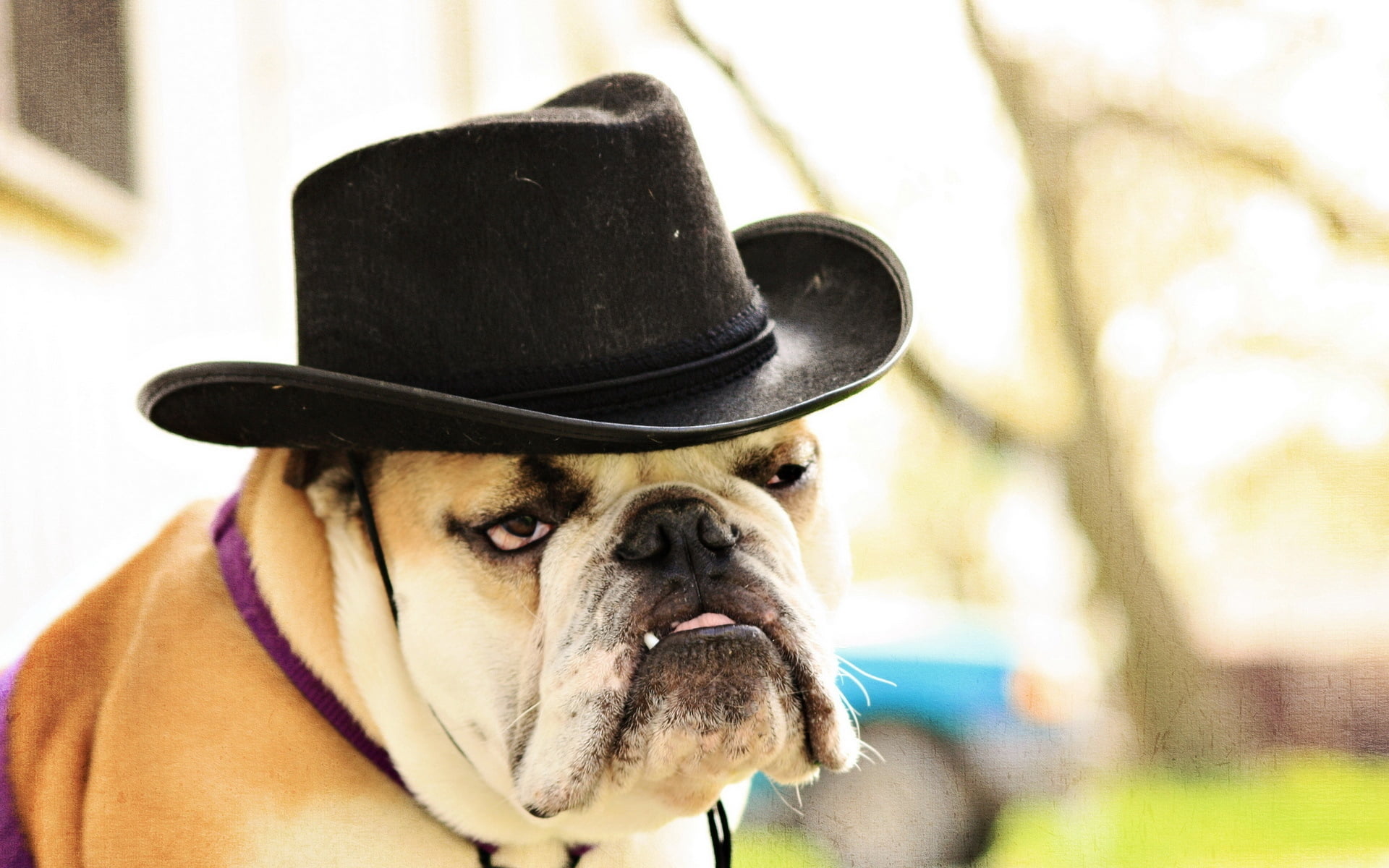 bulldog, cap, eyes, animal, humor, portrait, 1080P, one animal, cute, costume, puppy, focus on foreground, domestic, day, domestic animals, people, looking away, HD Wallpaper