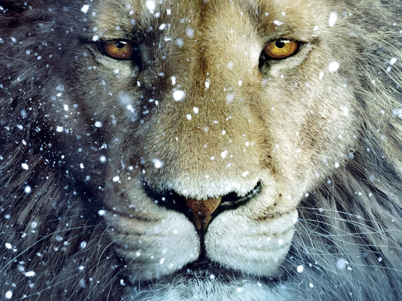 book, disney, animals, family, art, 720P, adventure, series, poster, chronicles, snow, fantasy, narnia, lions, HD Wallpaper