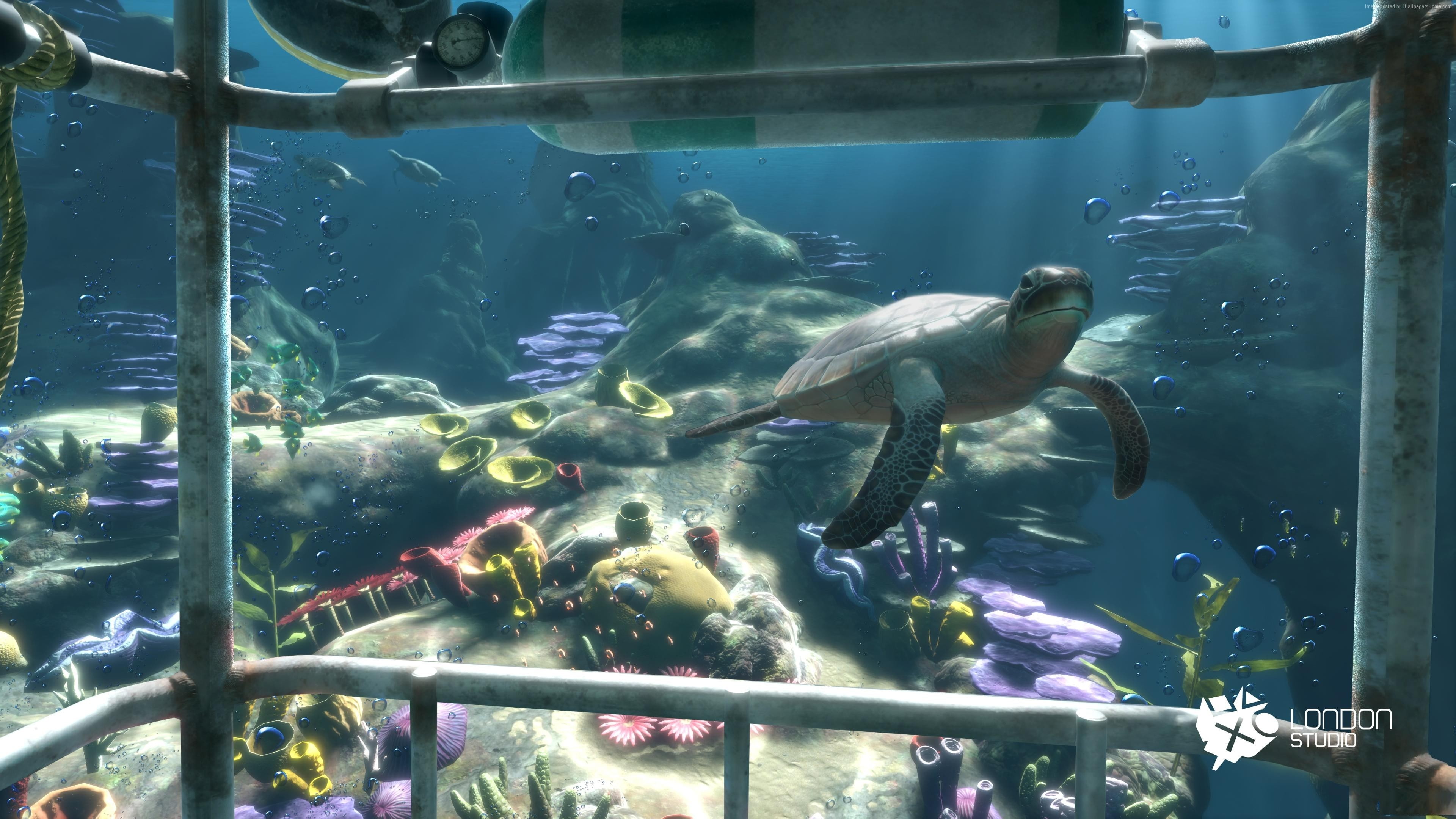 animal, nature, water, large group of animals, undersea, VR, tank, group of animals, sea, vertebrate, 4K, fish, animals in captivity, outdoors, animals in the wild, HD Wallpaper
