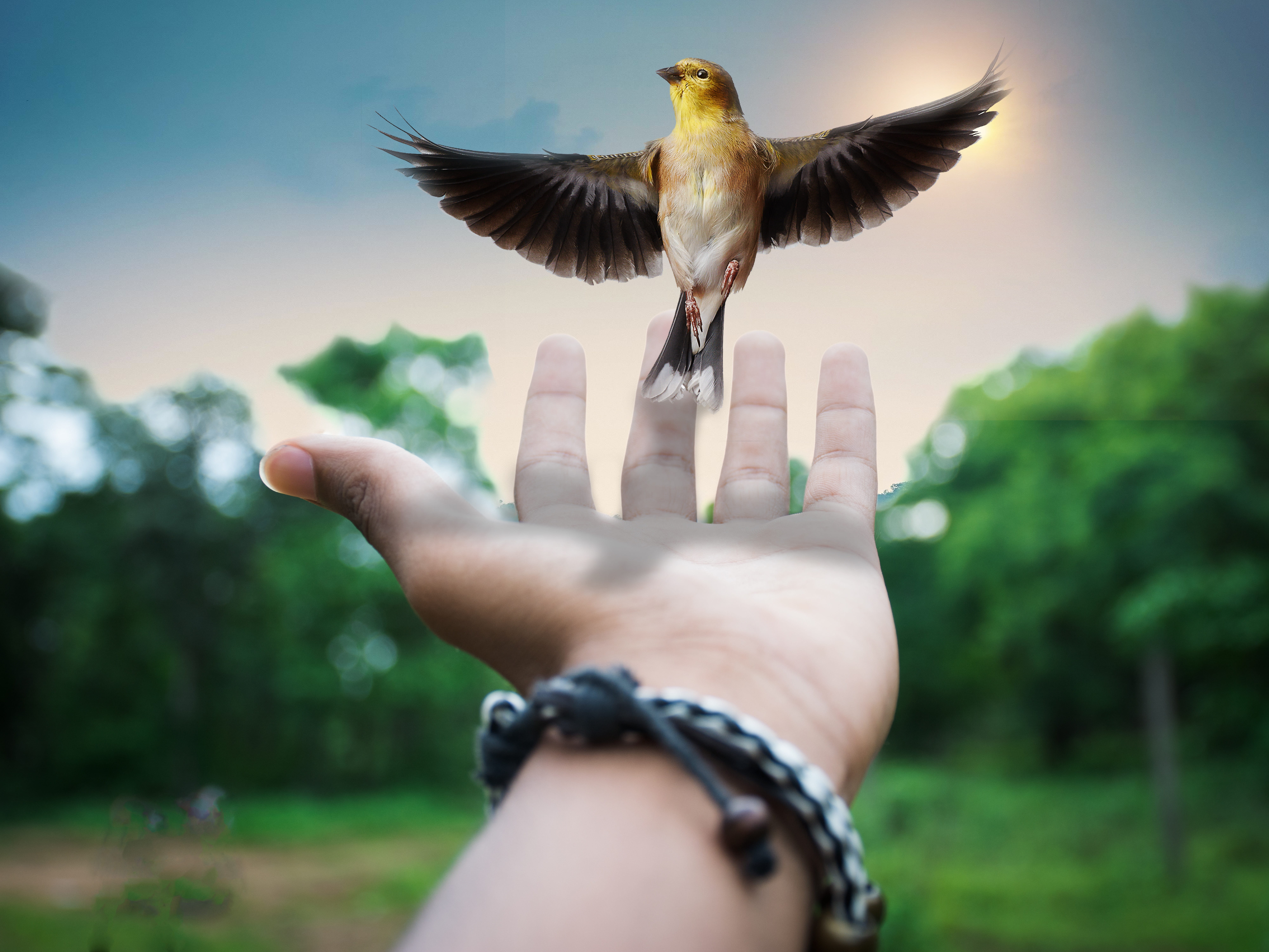 creative, animal themes, personal perspective, human hand, showing, flying, surreal, spread wings, surrealism, vision, one animal, bird, human finger, human body part, HD Wallpaper