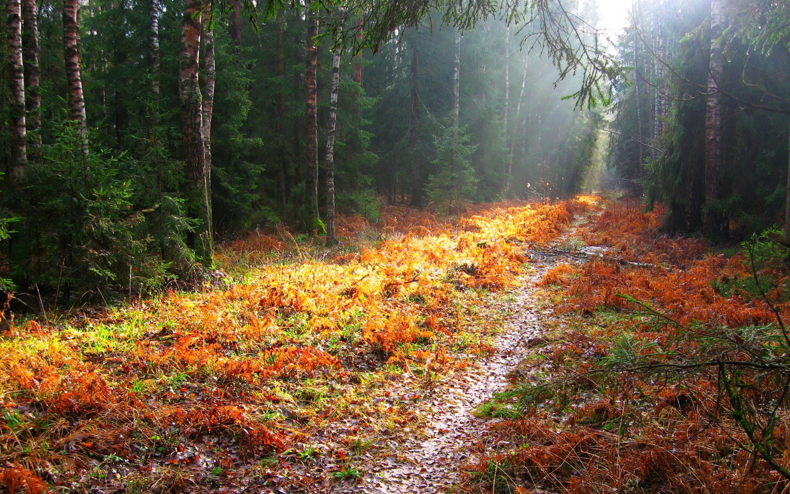 path, tree, growth, 2K, day, plant, tranquil scene, fall, outdoors, direction, trees, green, land, the way forward, change, autumn, landscape, grass, nature, HD Wallpaper