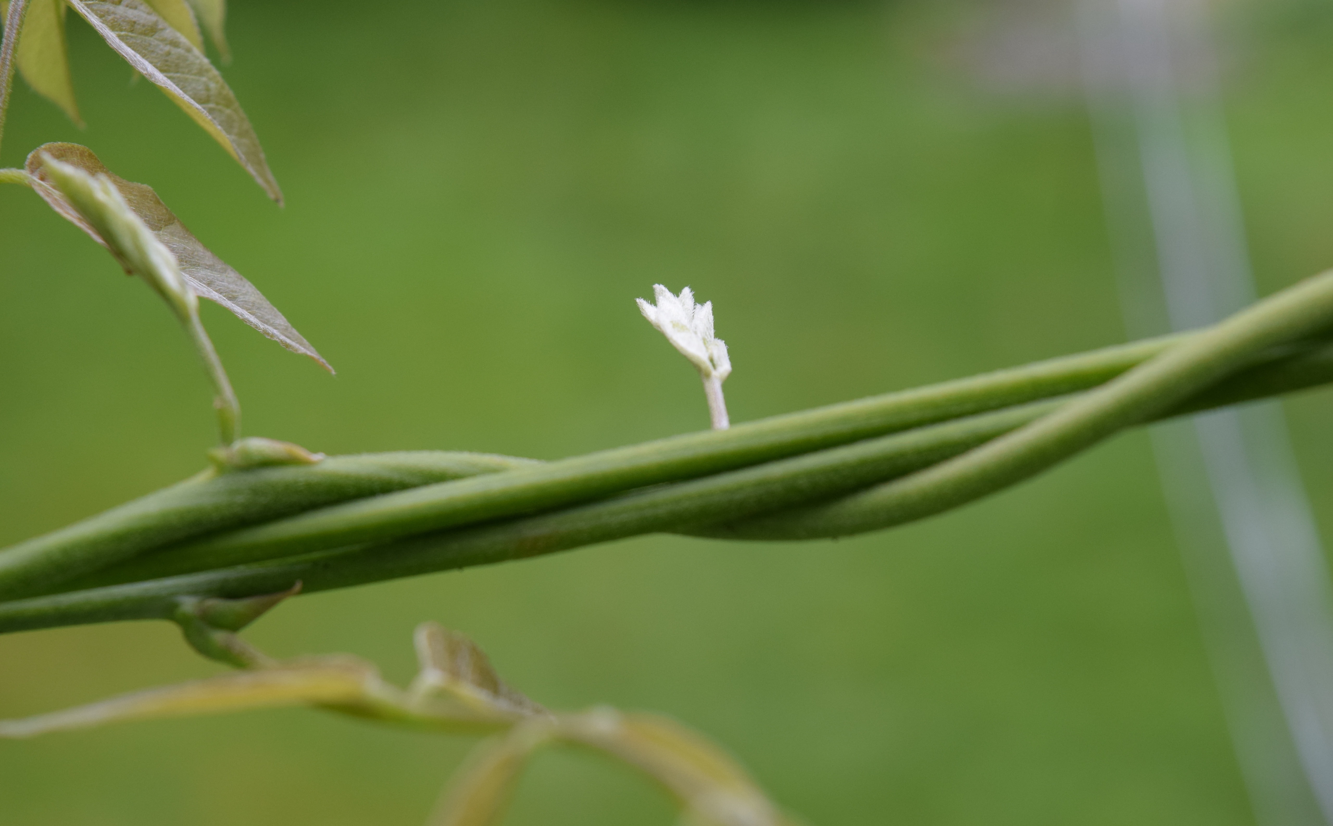 5K, nature, tranquility, plant stem, beauty in nature, focus on foreground, outdoors, growth, white, selective focus, flower, day, plant part, Macro, green color, HD Wallpaper