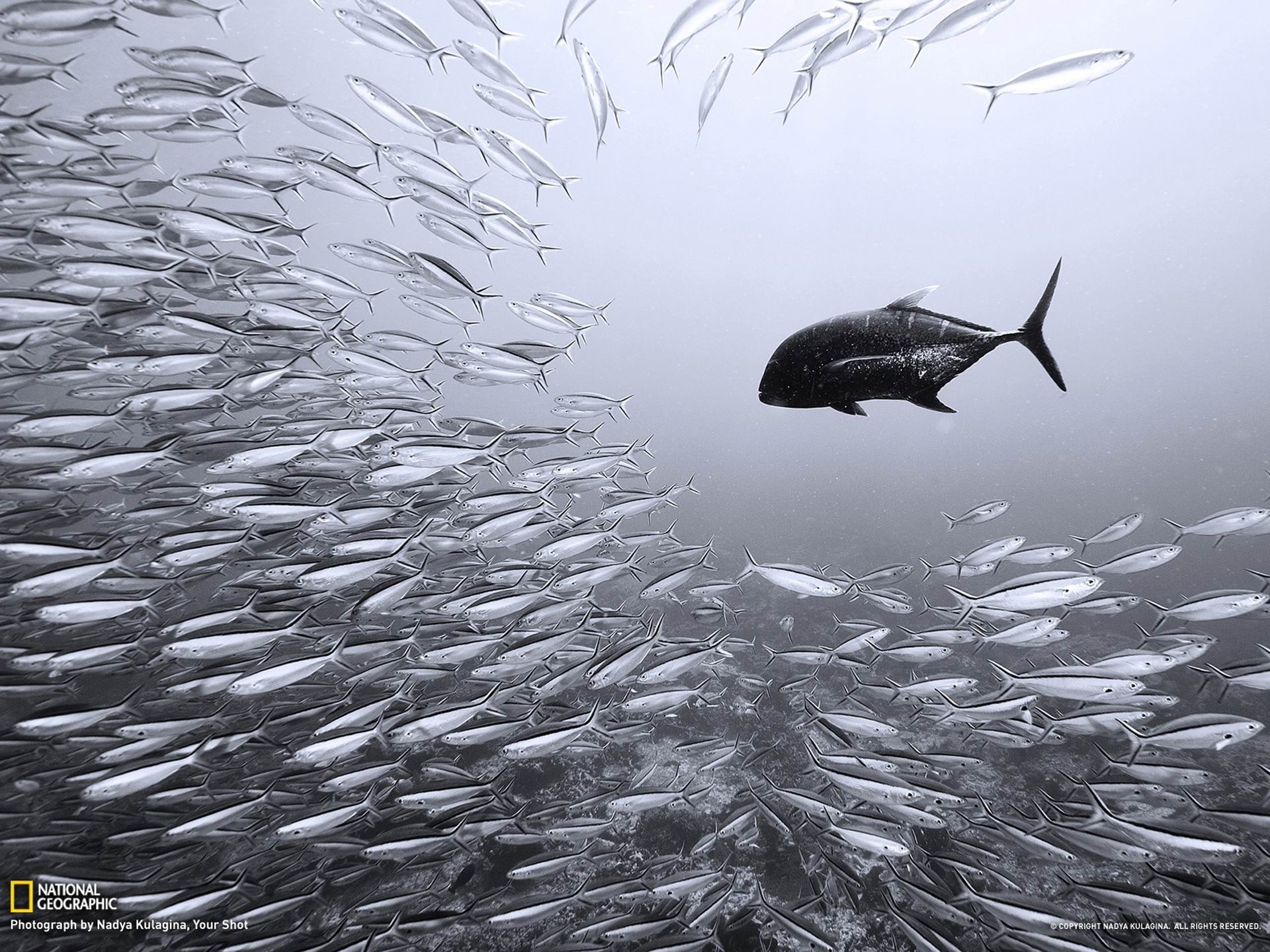 animal themes, water, underwater, marine, group of animals, school of fish, 1080P, nature, animal, undersea, fish, sea life, geographic, national, animal wildlife, HD Wallpaper