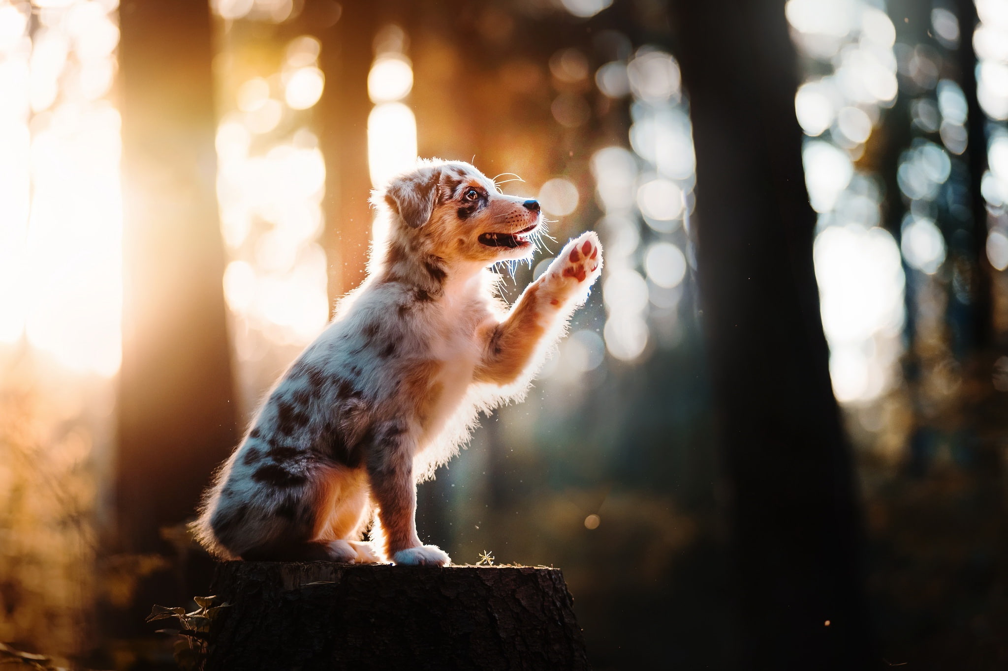 animals, sunlight, 1080P, dog, australian shepard, HD Wallpaper