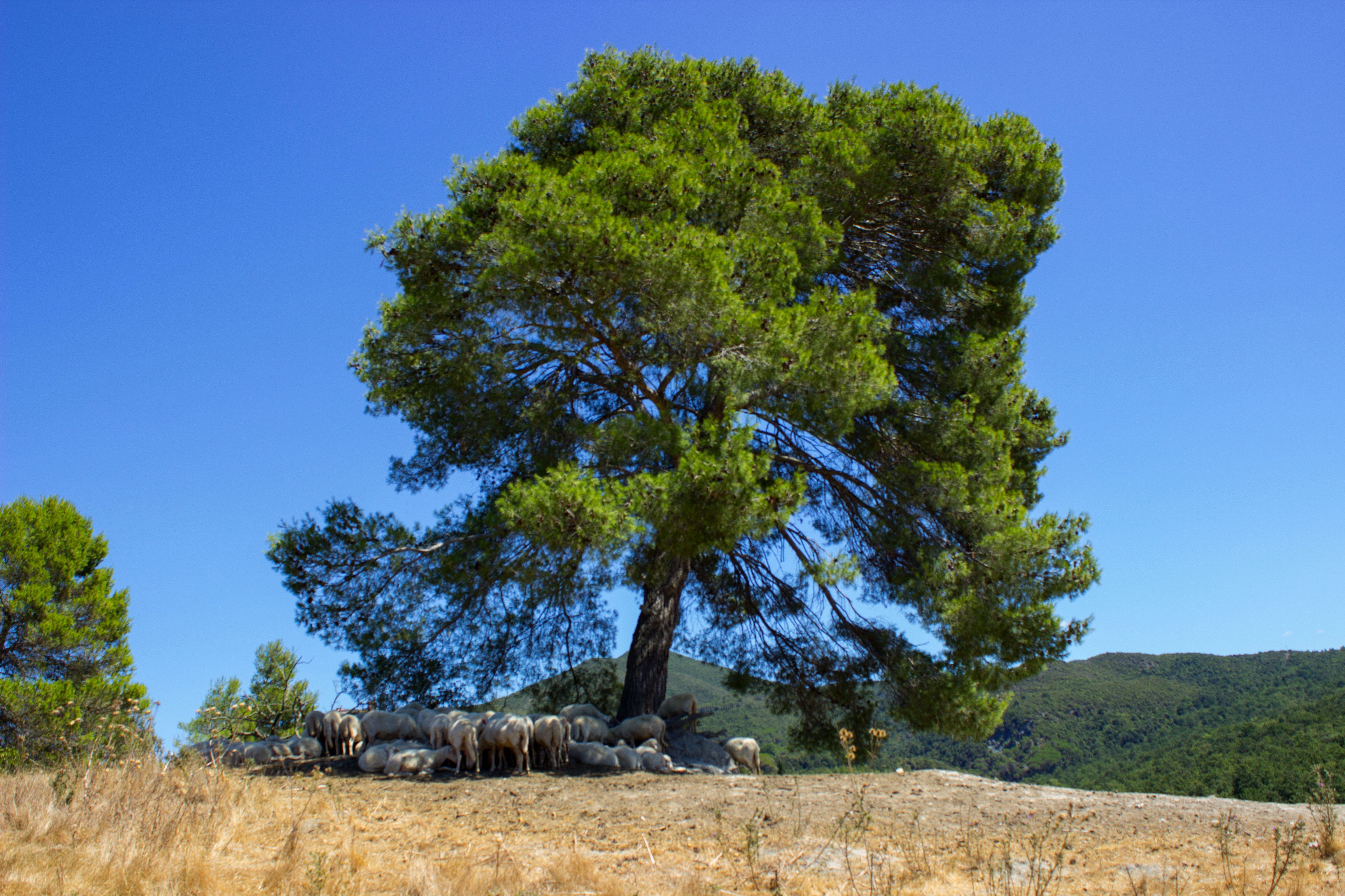 sky, summer, flock of sheep, Oak Forest, Sheep, tree, rural, side view, transversely veto, nature, scenics - nature, blue, environment, animal themes, plant, HD Wallpaper