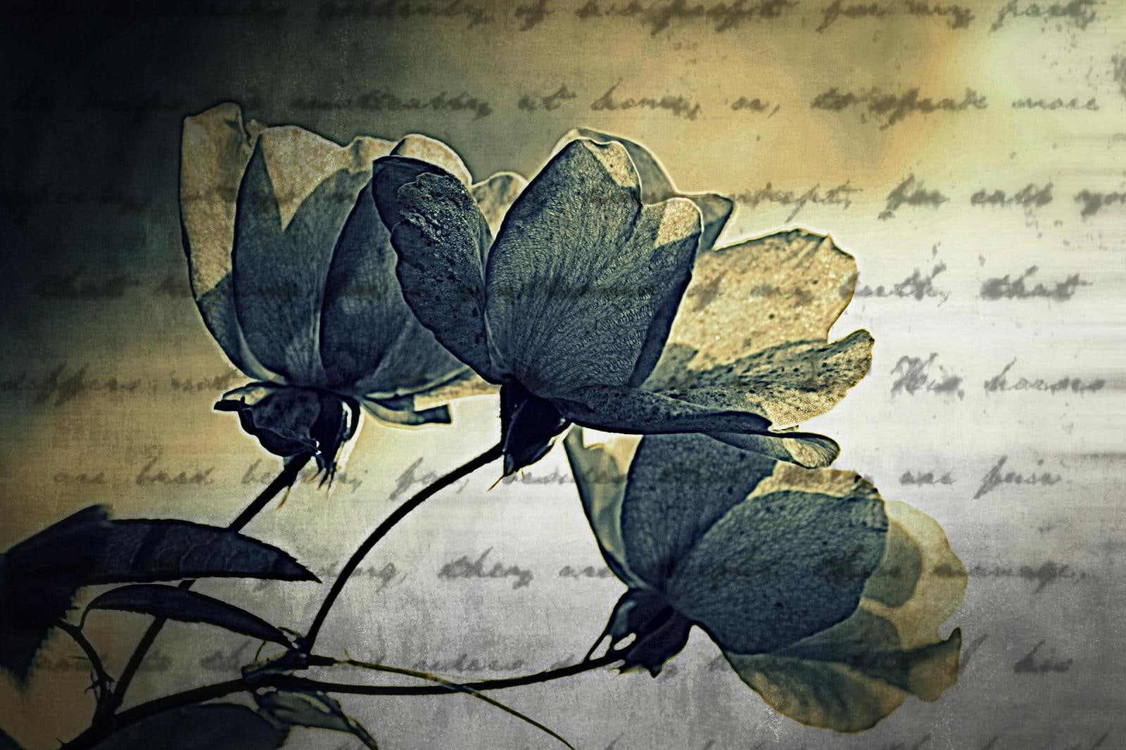 flowers, 720P, time, letter, say, blue, good, good-bye, bye, HD Wallpaper