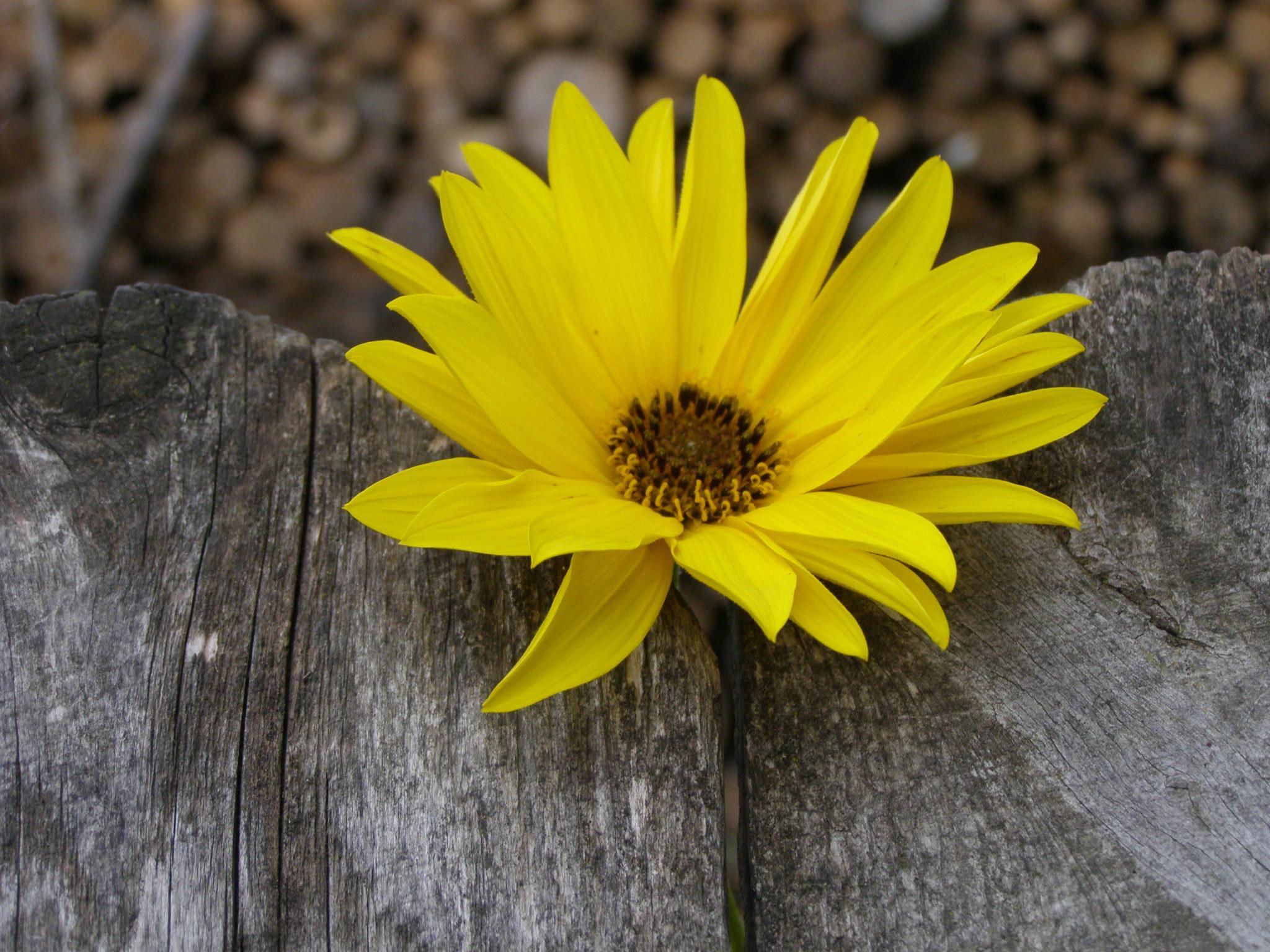 yellow, 1080P, sun, wood, sister, 3d and abstract, little, flower, HD Wallpaper