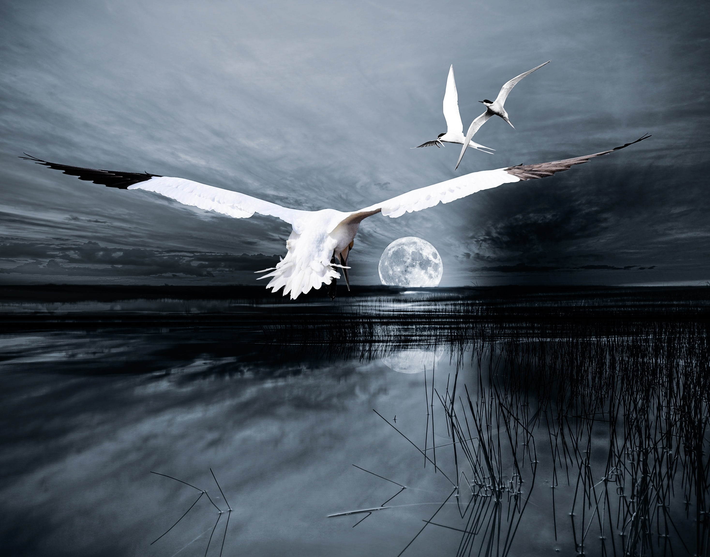 evening, one animal, ice, atmosphere, flying, sea, spread wings, white, marine, beauty in nature, seagull, outdoors, schilff, beautiful, reflection, fantasy, HD Wallpaper