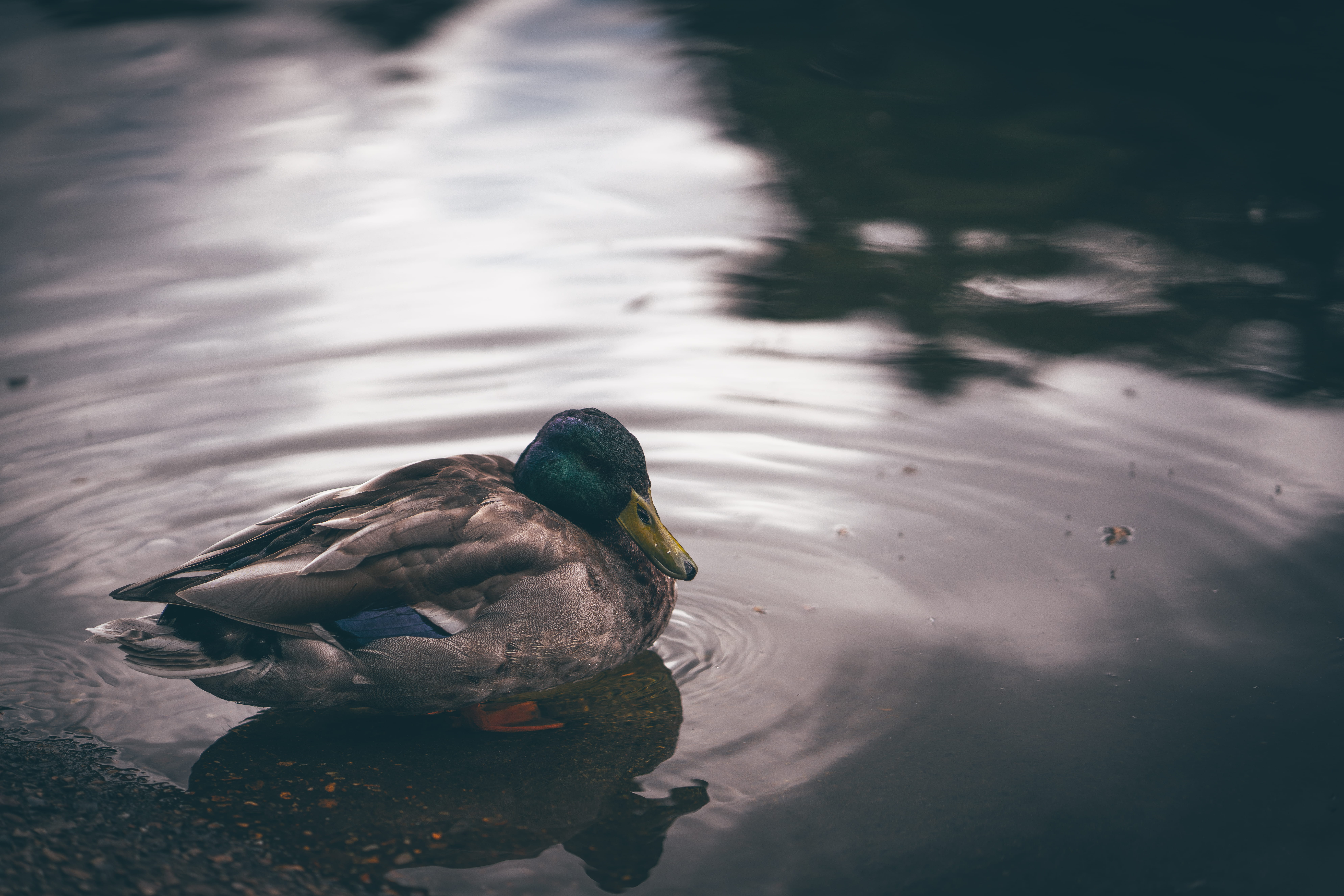 one animal, mallard Duck, animals in the wild, waterfront, day, duck, daytime, swimming, gray, mallard, nature, swimming Animal, reflection, water, outdoors, HD Wallpaper
