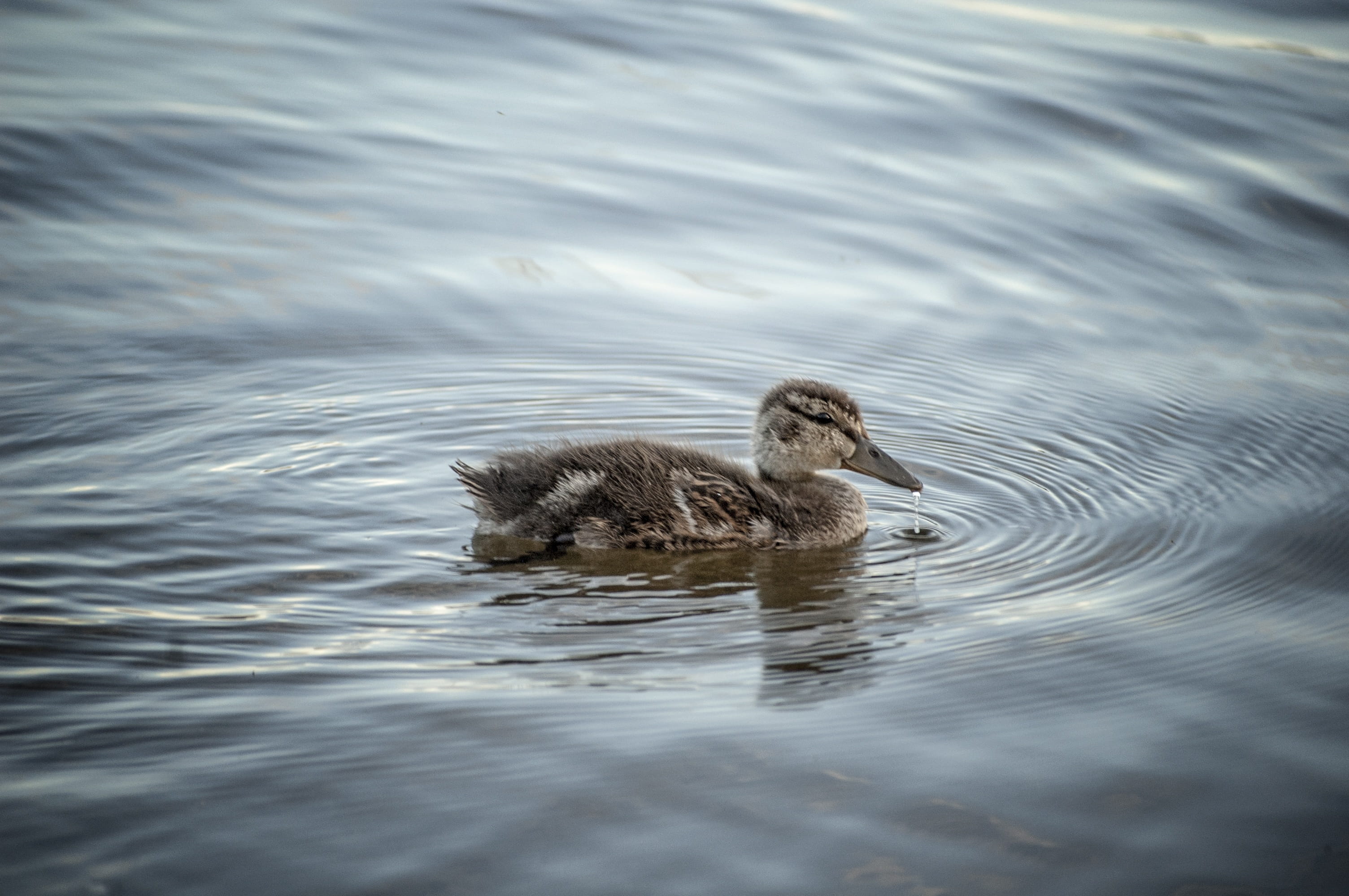 brown, Mallard, high angle view, flight, pond, male, 2K, bird, wetlands, group of animals, head, beak, day, trees, nature, two, forested, cygnet, animals in the wild, HD Wallpaper
