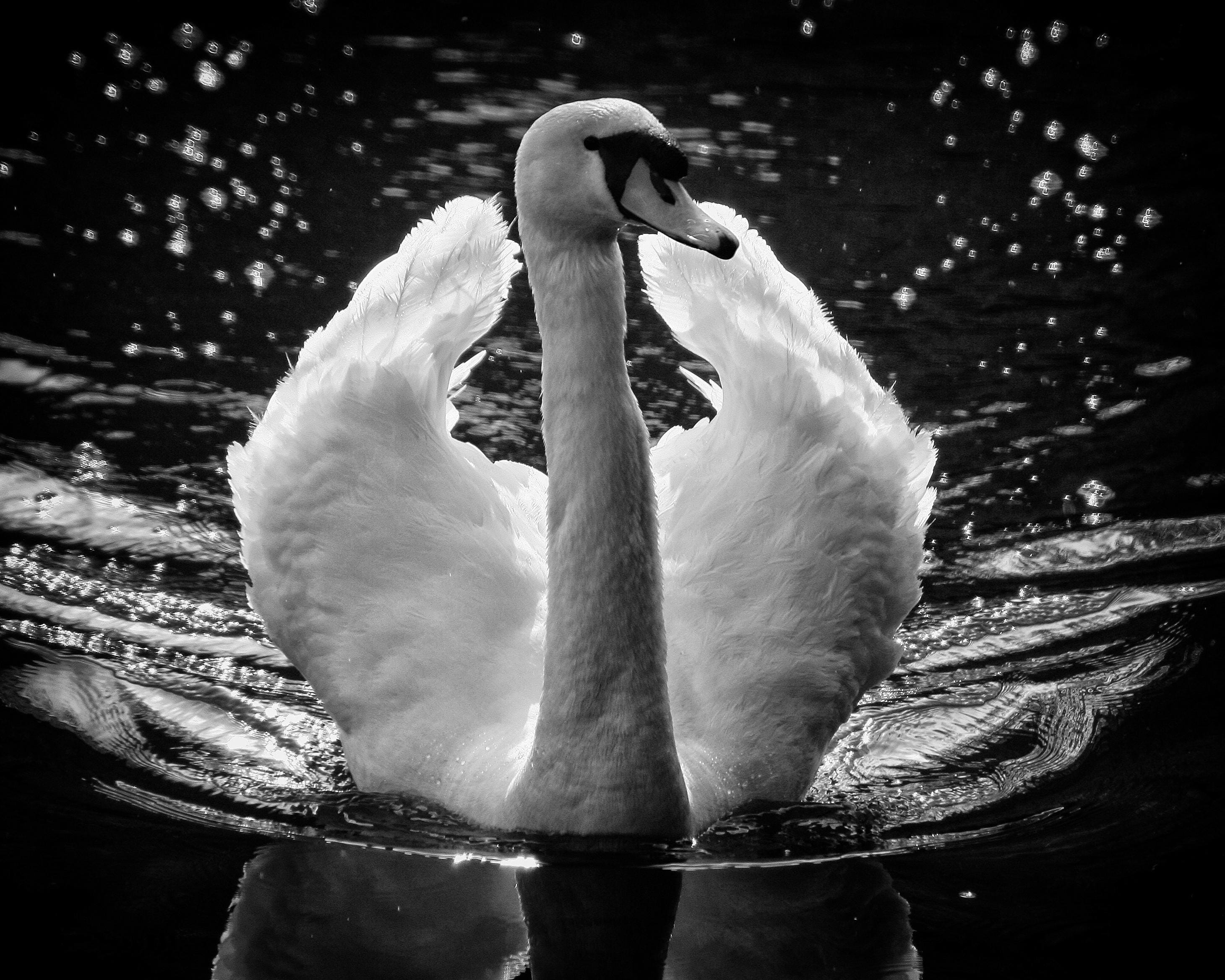 peaceful, Water, 2K, Swan, body, symbol, nature, swimming, love, close-up, romance, waterbird, white, one animal, day, purity, graceful, cygnus, Bird, HD Wallpaper